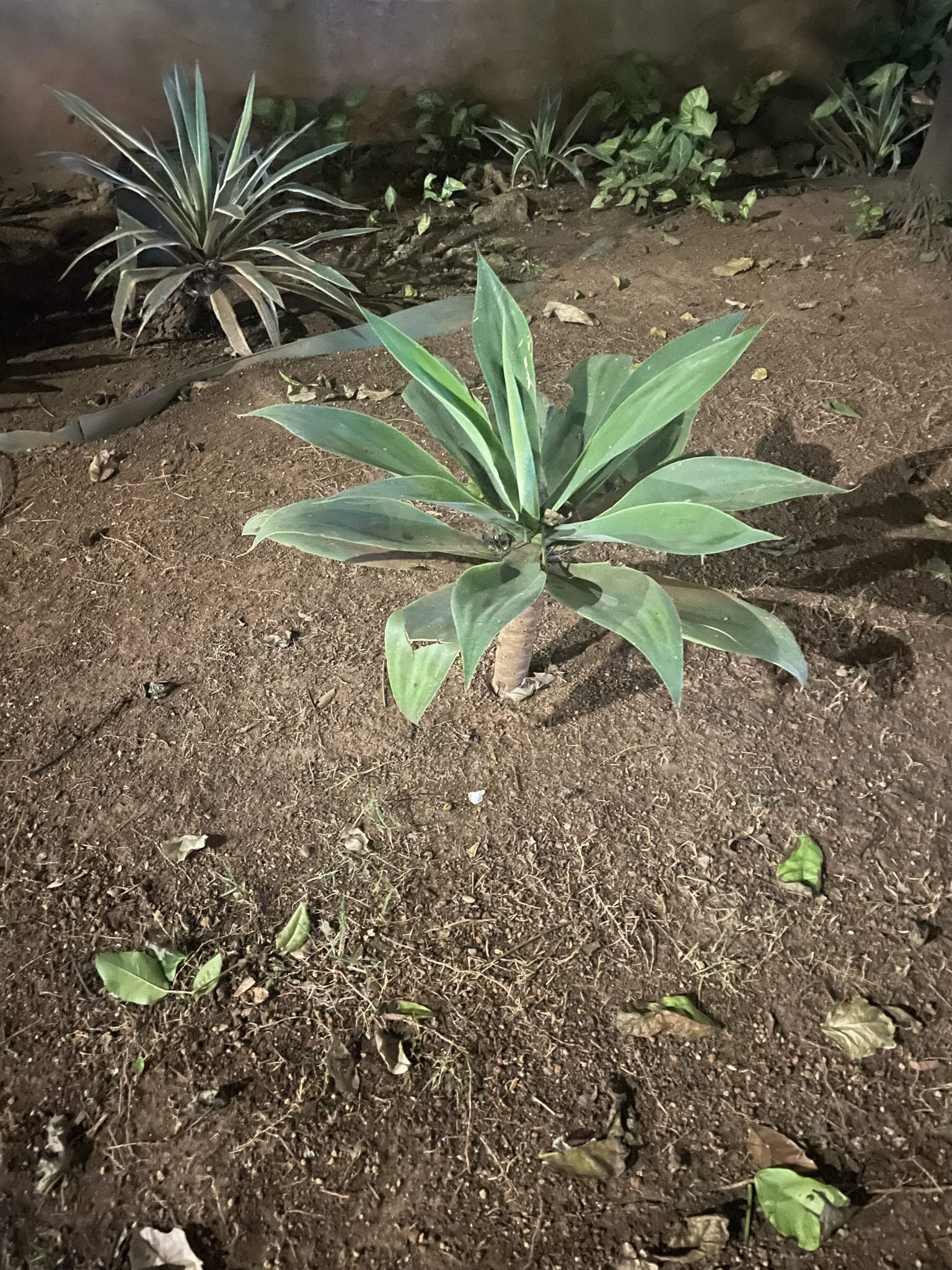 Photo of Swan-neck Agave (1/12)