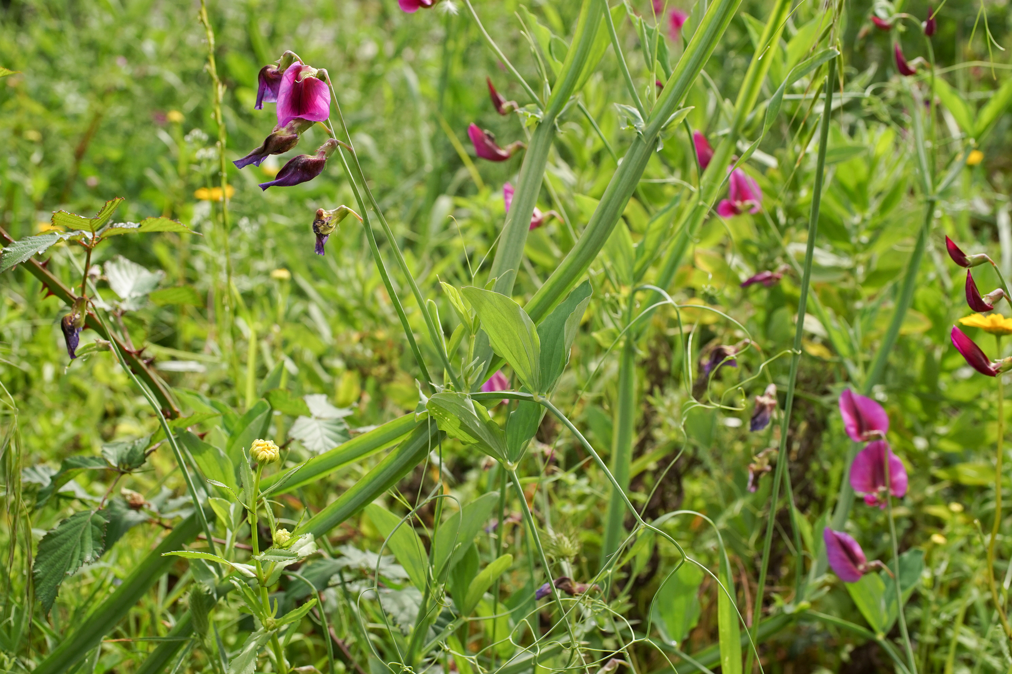 Photo of Tangier Pea (11/11)