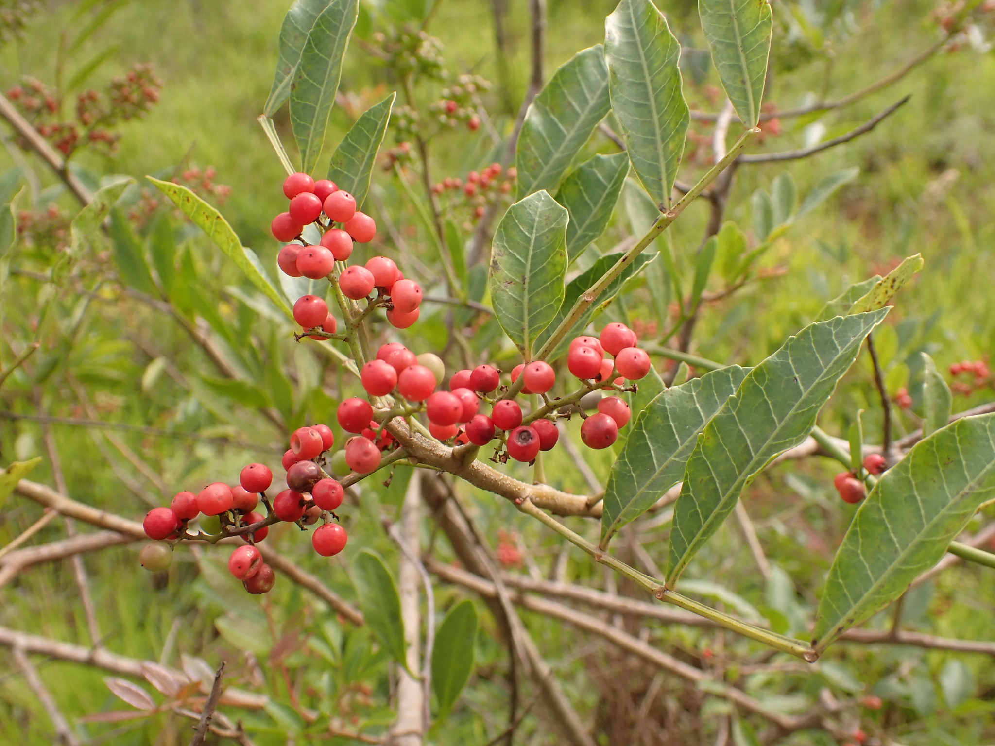 Photo of Brazilian pepper (6/12)