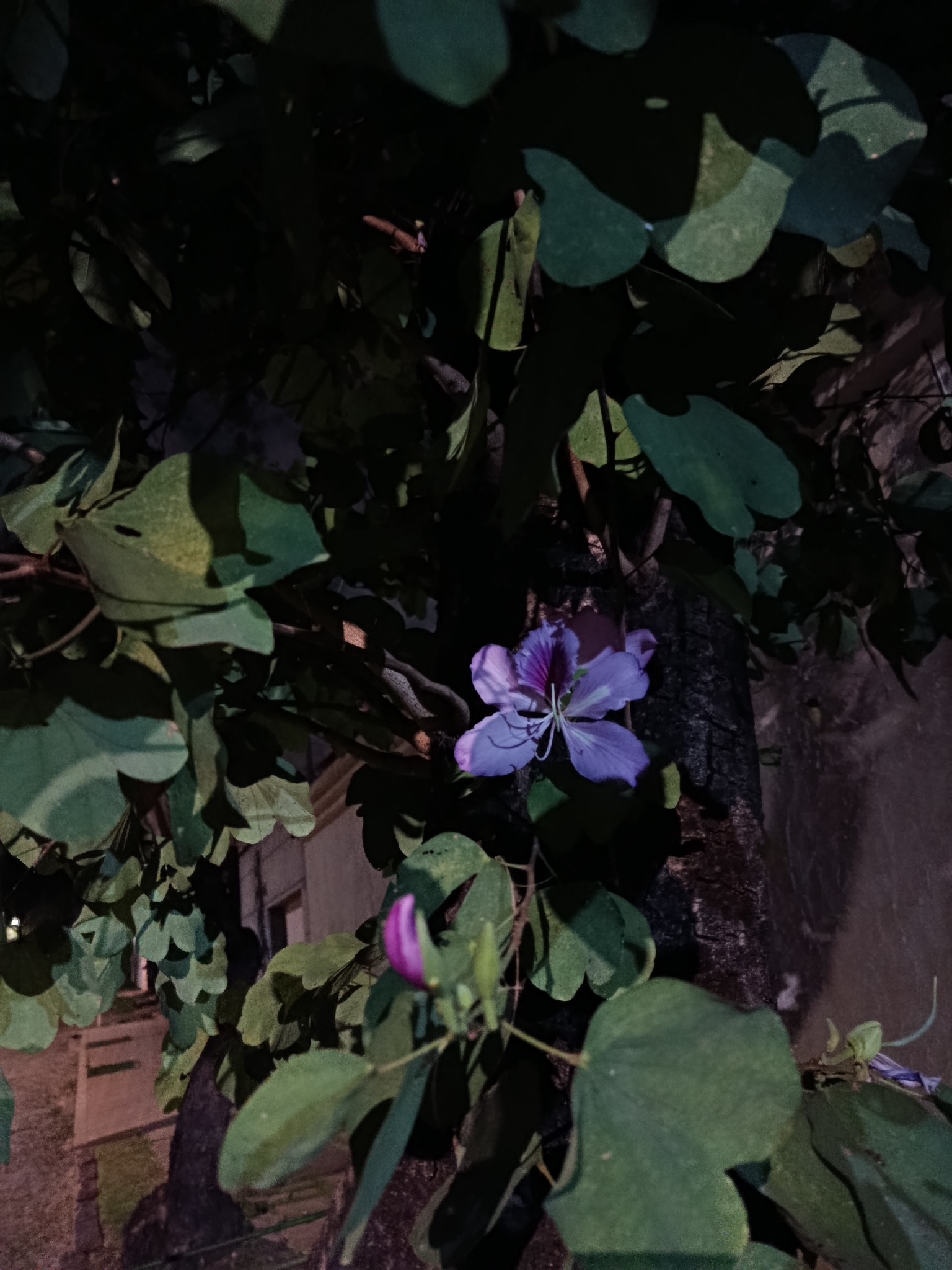 Photo of Orchid tree (2/7)