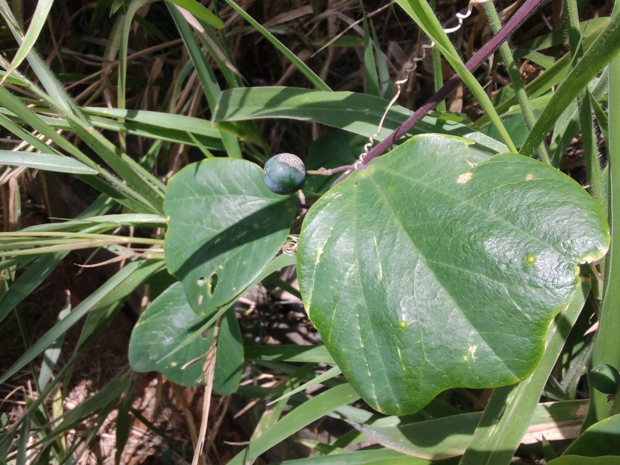 Photo of Passiflora pohlii (2/12)