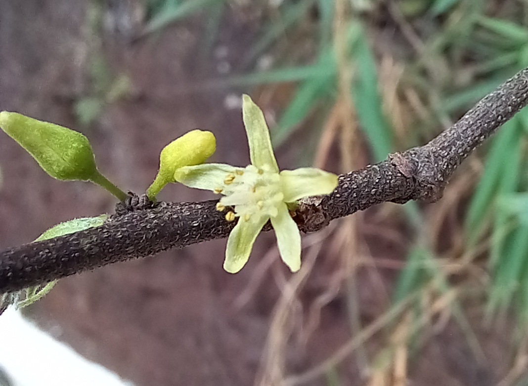 Photo of Casearia decandra (3/12)