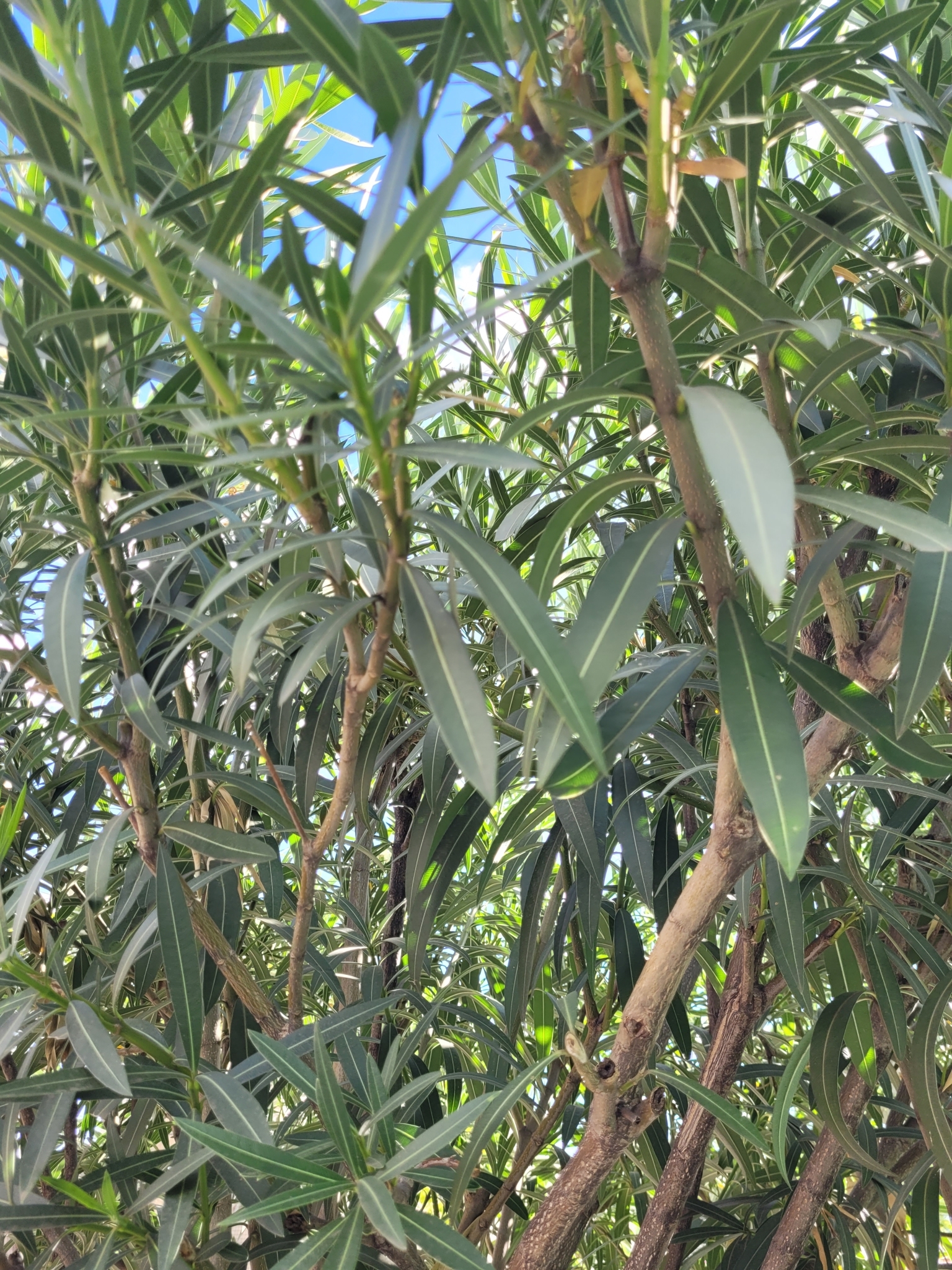 Photo of oleander (4/10)