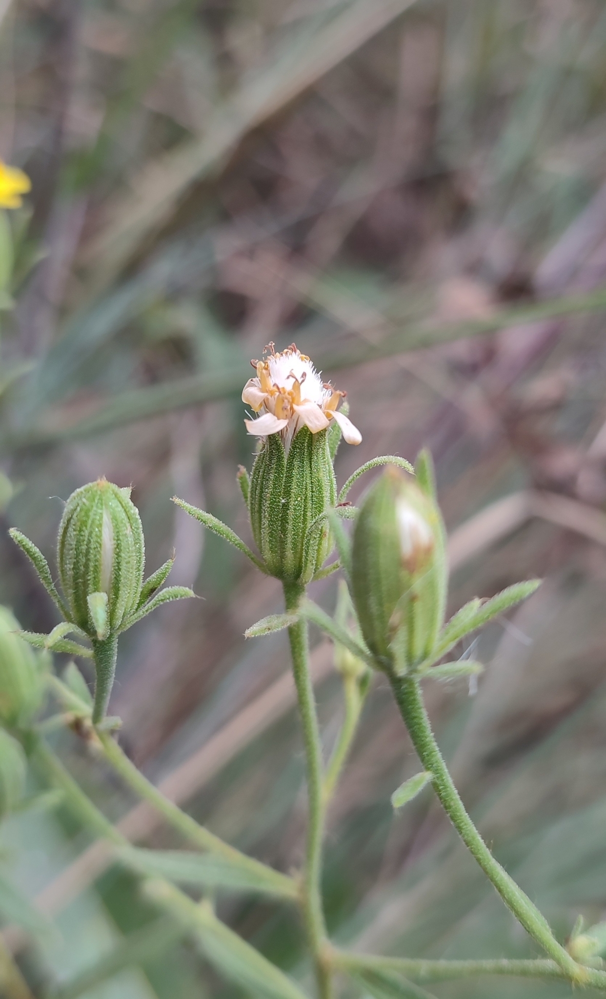 Photo of Trixis glutinosa (6/12)