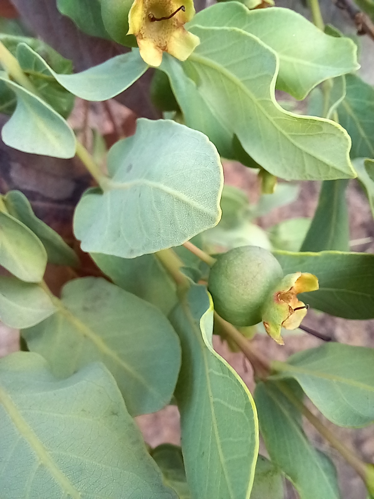 Photo of Brazilian Guava (4/10)