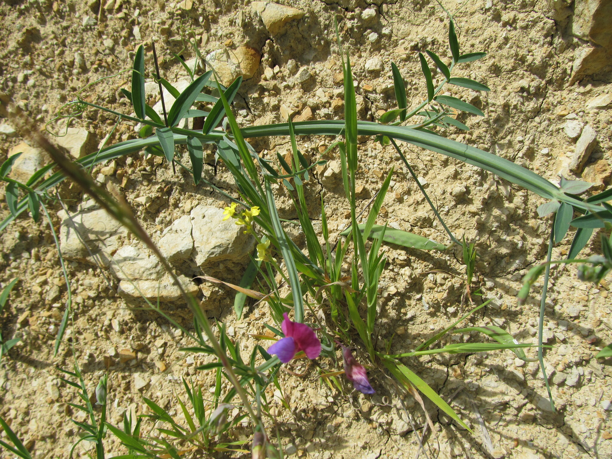 Photo of Crimson Pea (1/12)