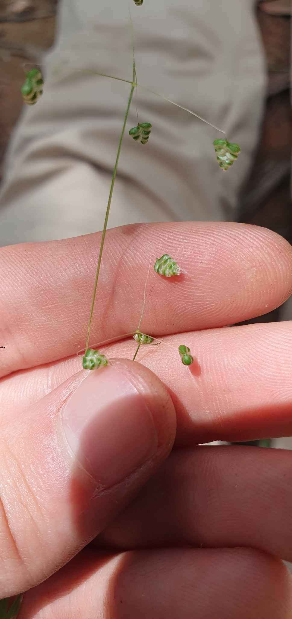 Photo of Little quaking-grass (7/12)