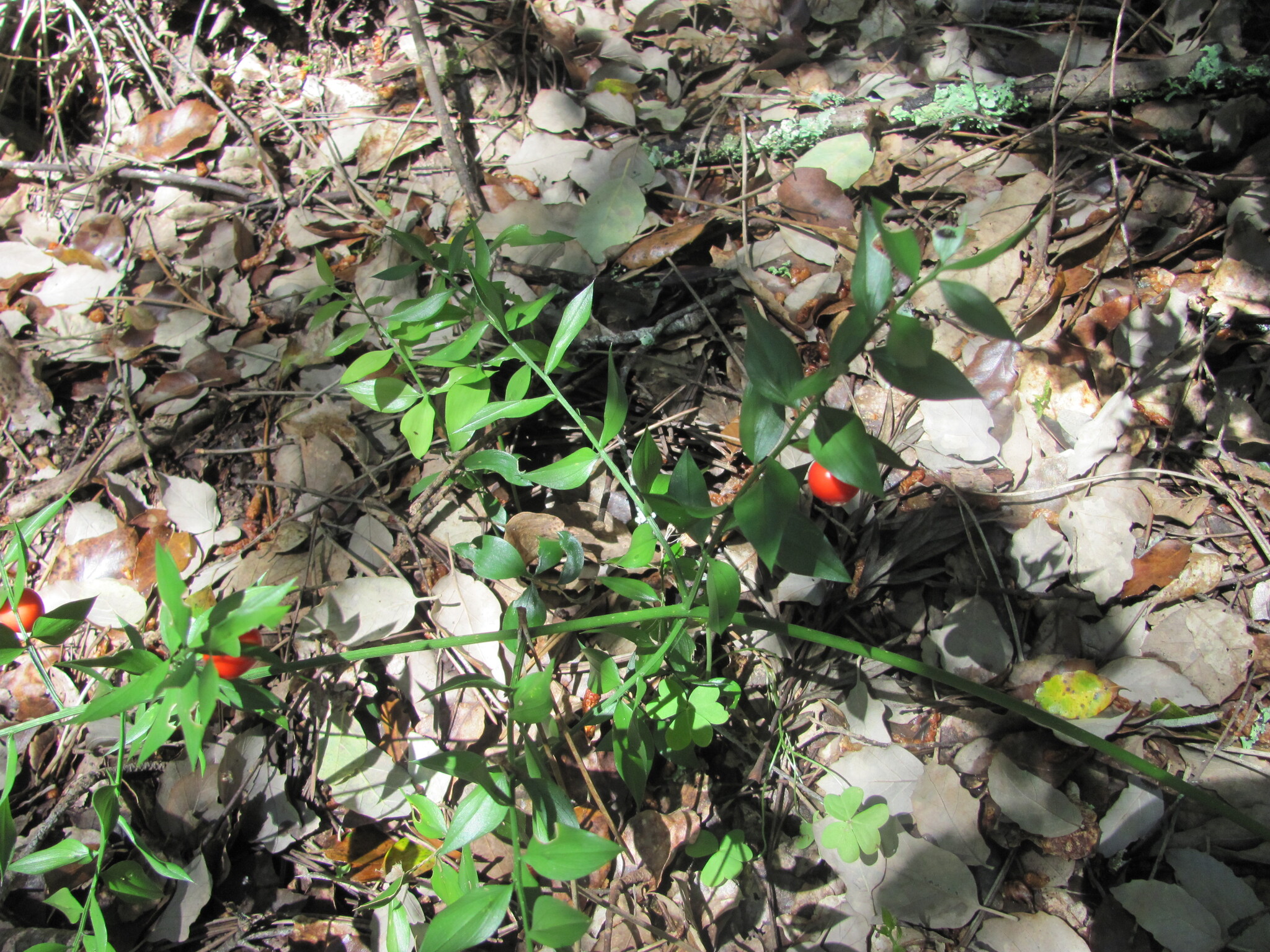 Photo of butcher's-broom (6/7)