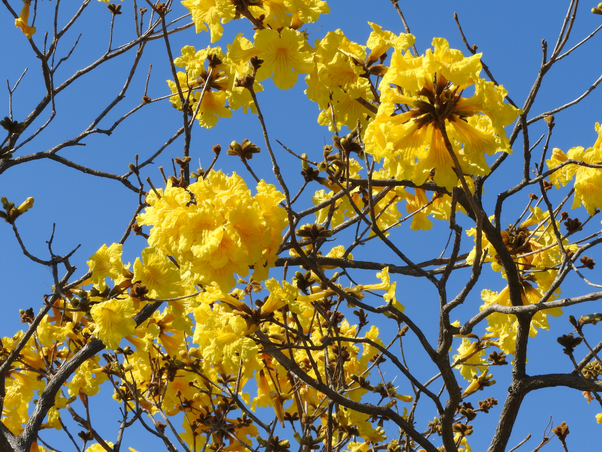 Photo of Bignoniaceae