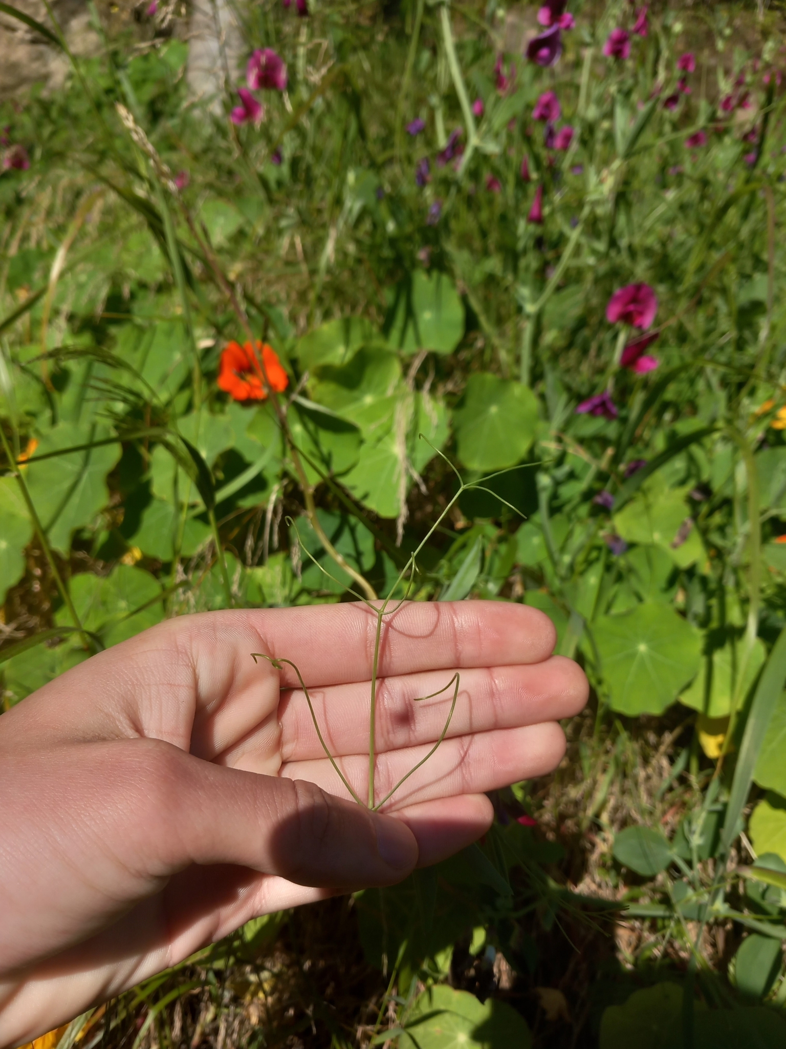 Photo of Tangier Pea (5/12)