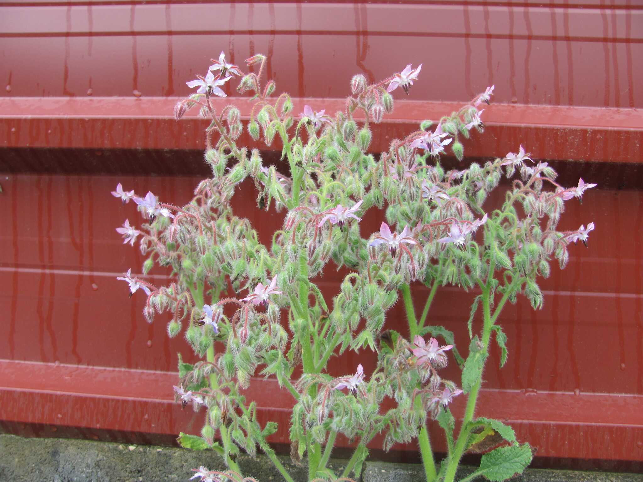 Photo of Borage (3/11)