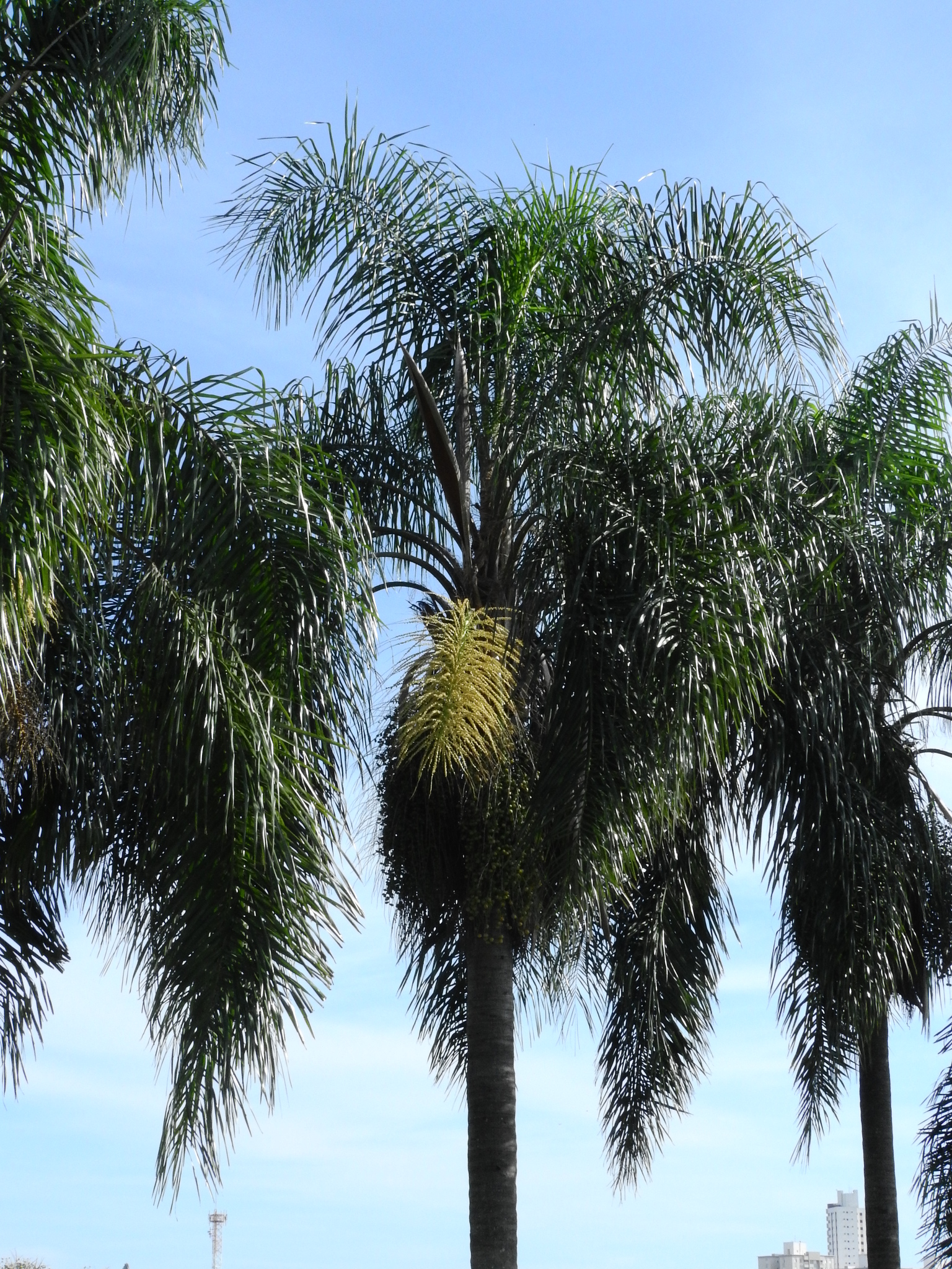 Photo of Arecaceae (1/6)