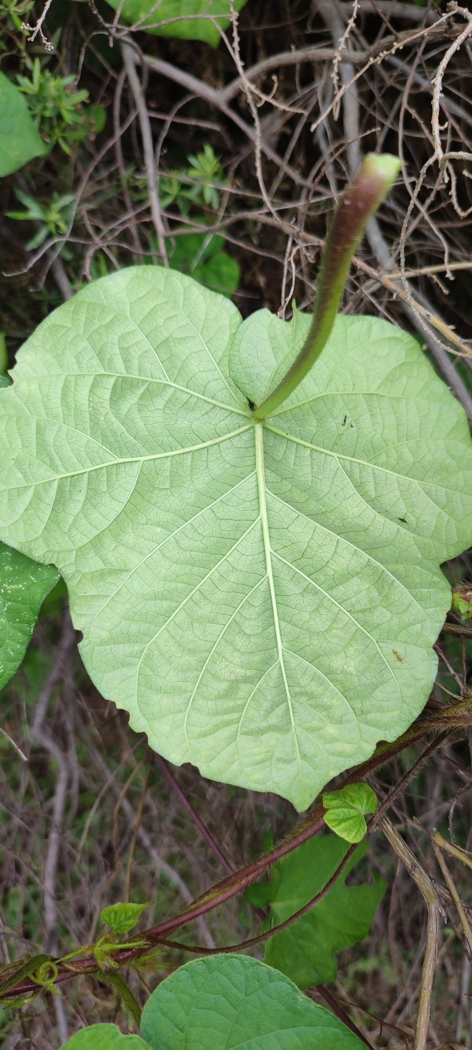 Photo of Japanese morning glory (7/12)