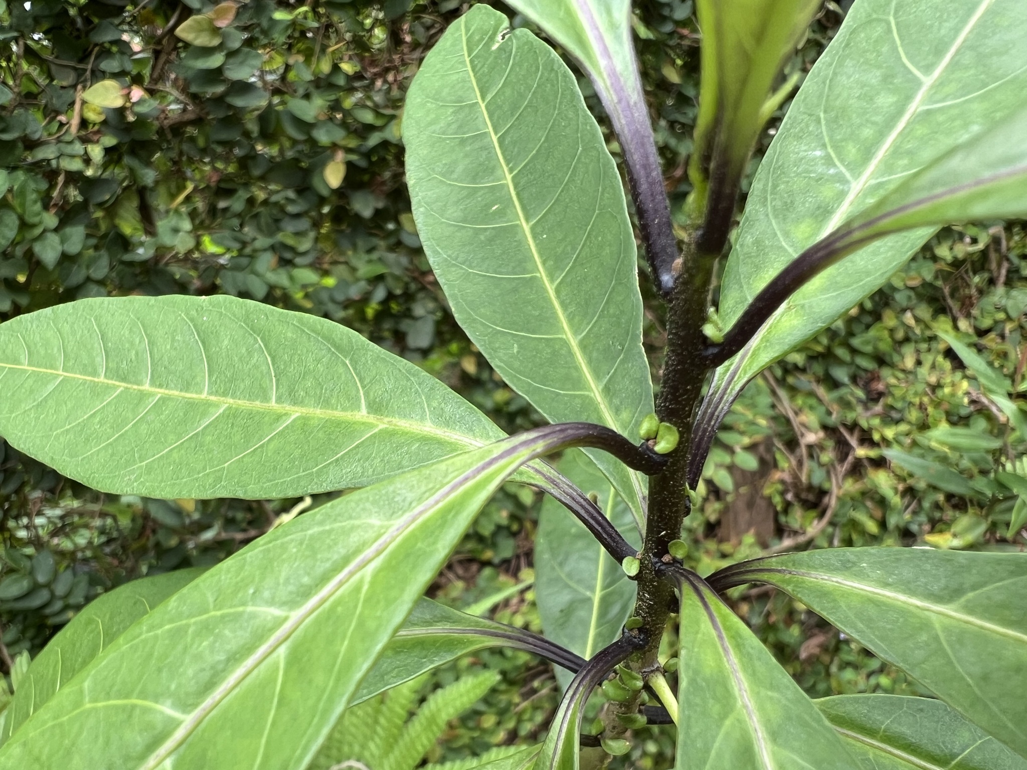 Photo of Plantae (3/7)