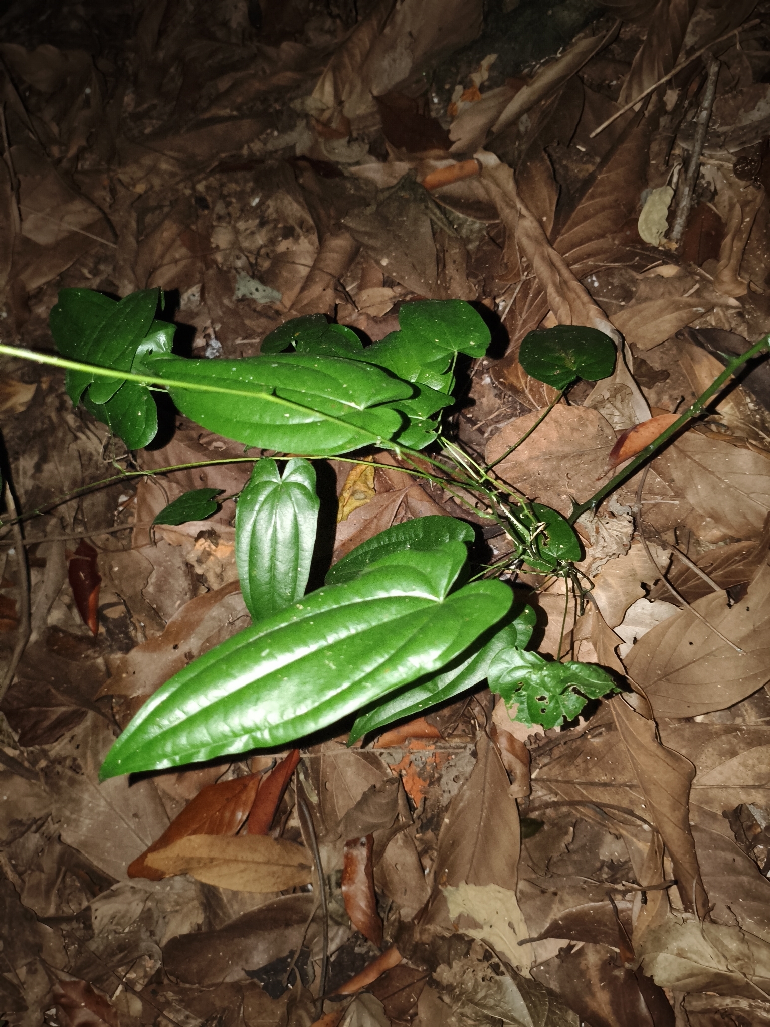 Photo of Dioscorea (2/7)