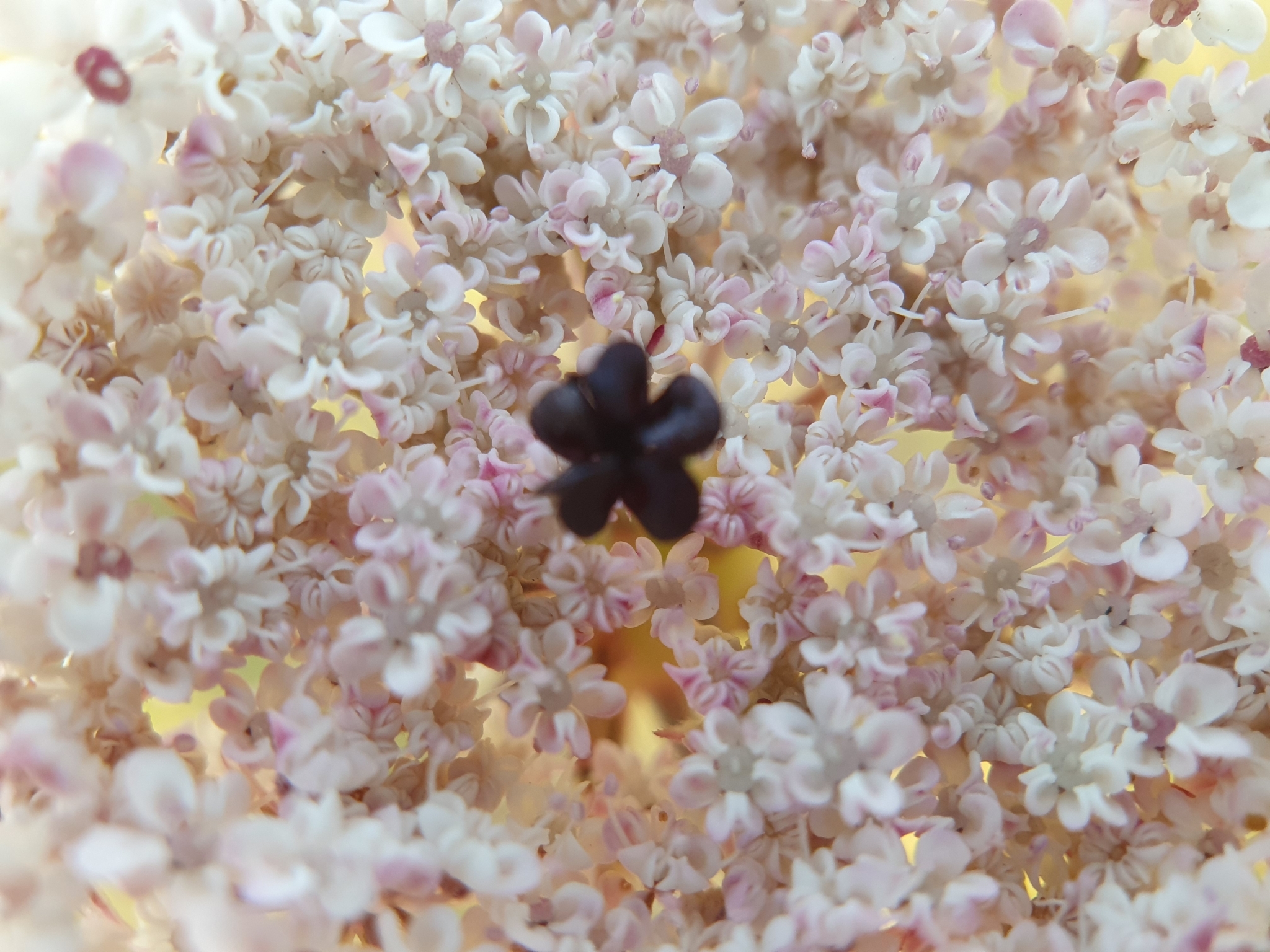 Photo of wild carrot (3/7)