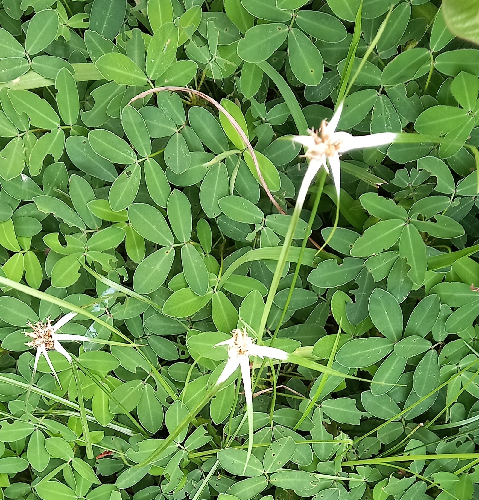 Photo of yerba de estrella (3/11)