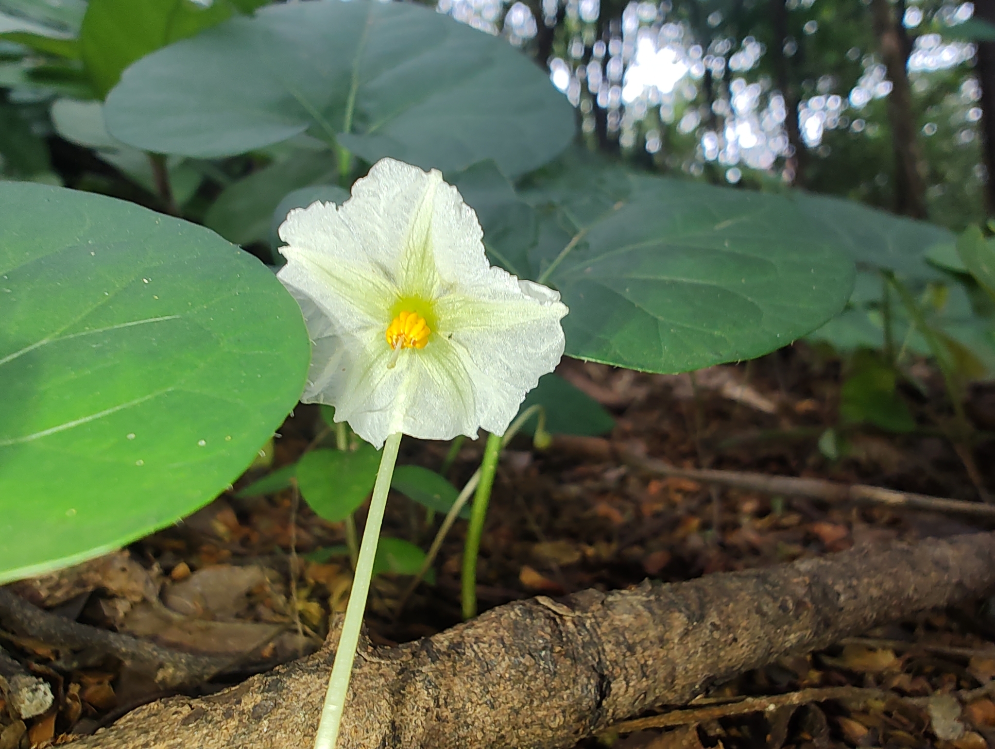 Photo of gingerleaf (1/9)