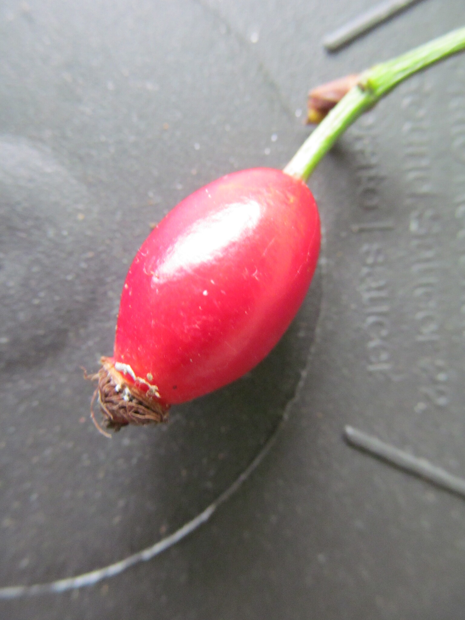 Photo of Dog-rose (7/12)