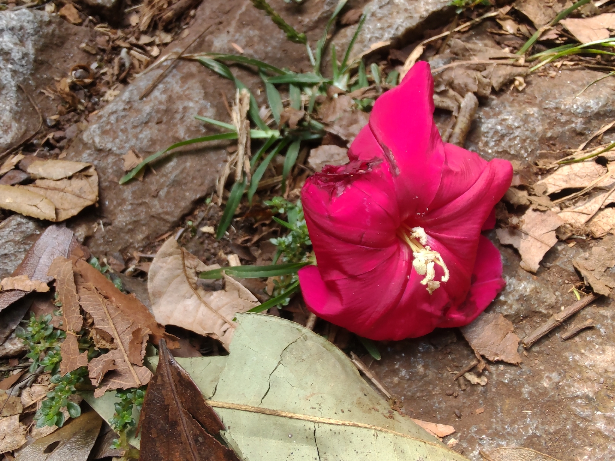 Photo of Cardinal creeper (6/12)