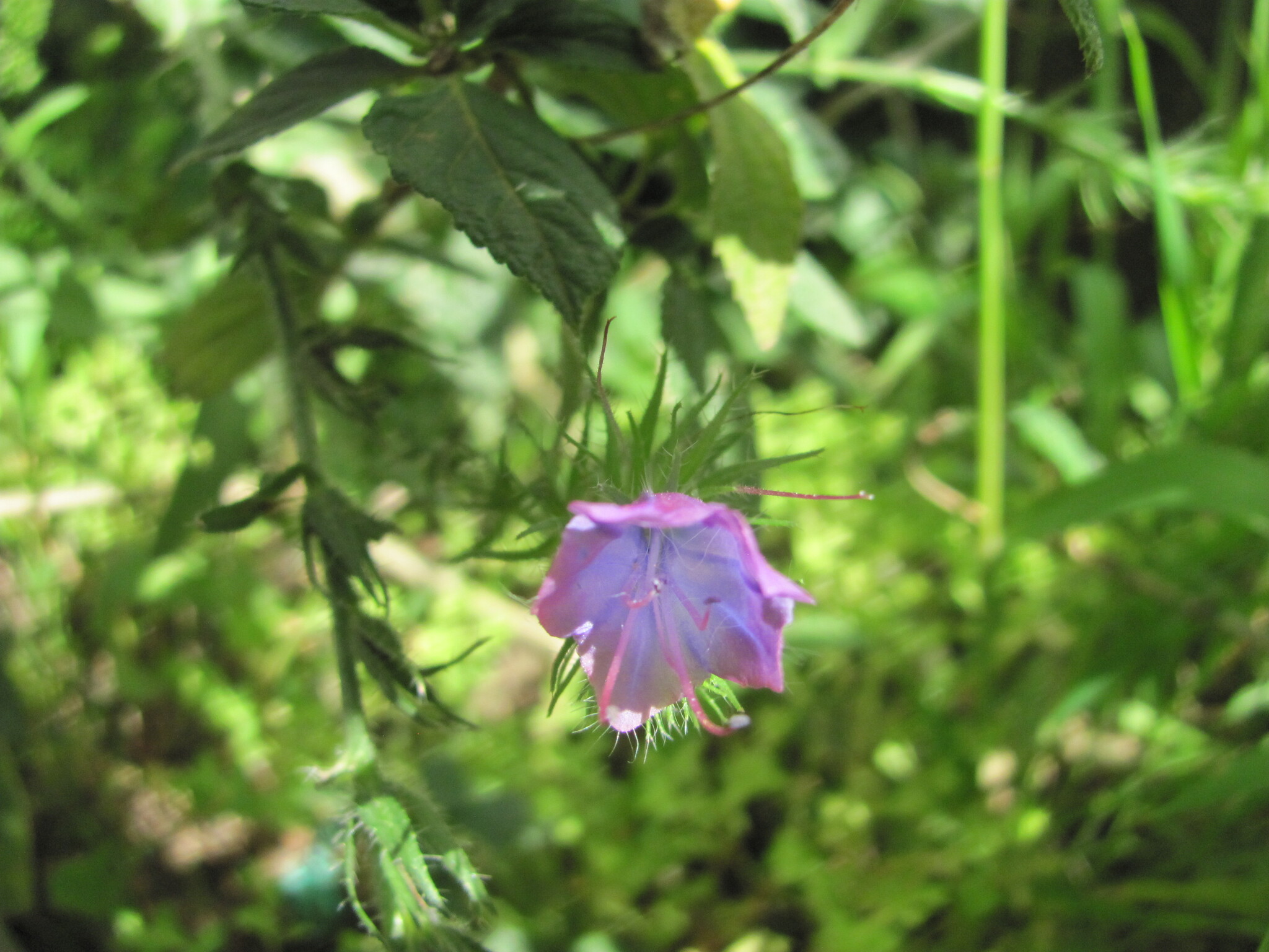 Photo of purple viper's-bugloss (2/12)