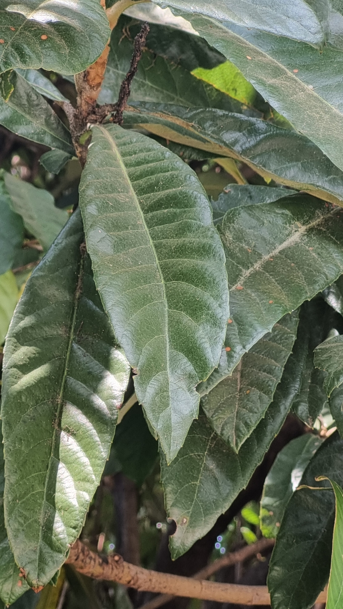 Photo of Angiospermae (4/5)