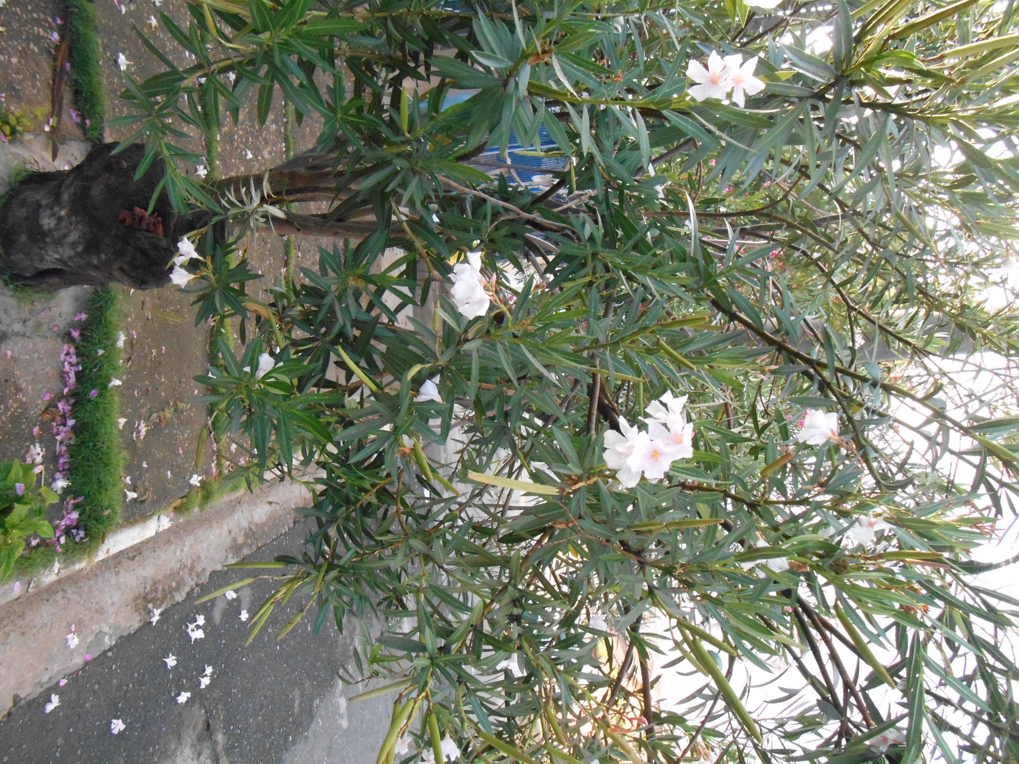 Photo of oleander (9/10)