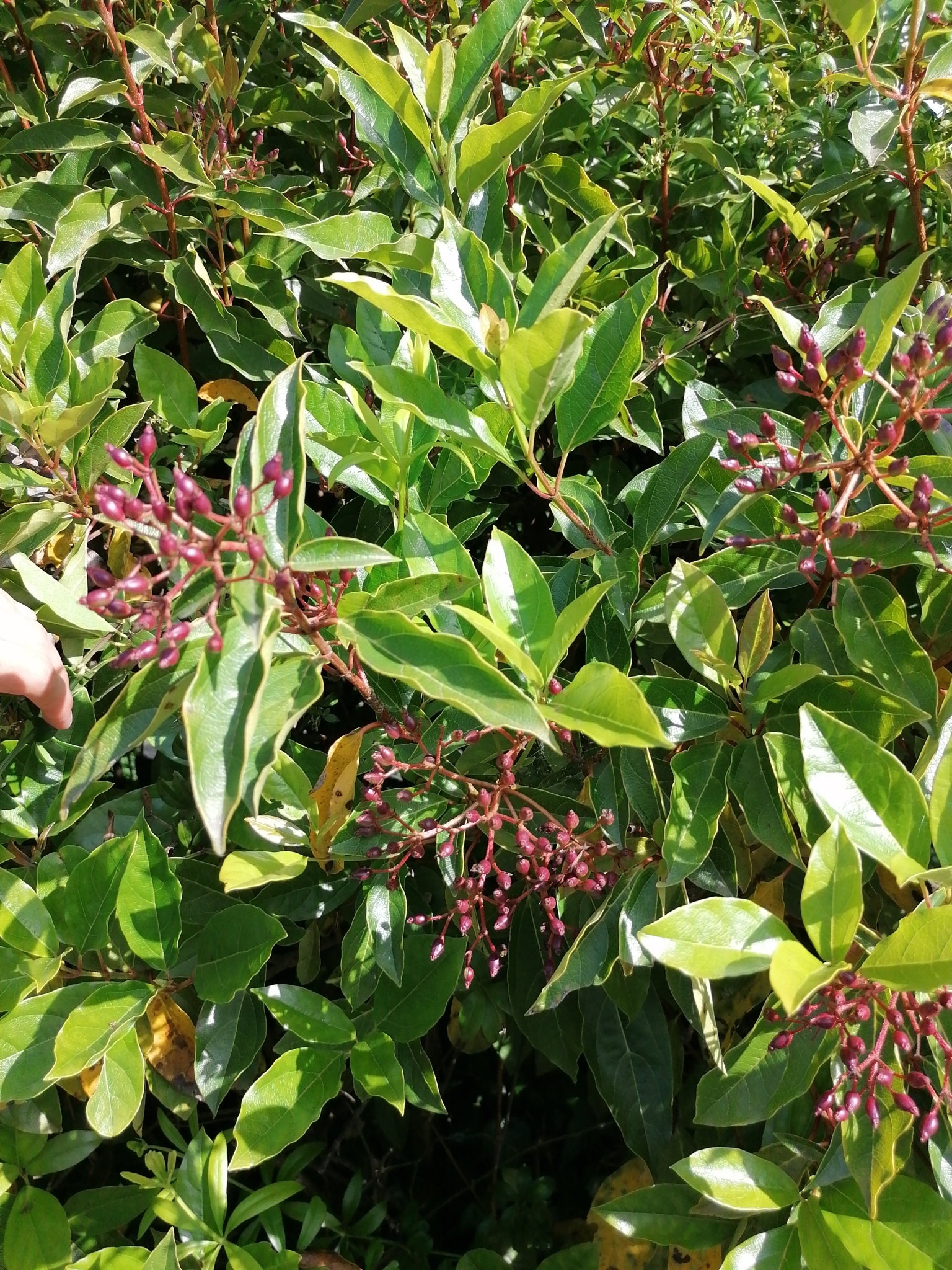 Photo of Laurustinus viburnum (5/12)