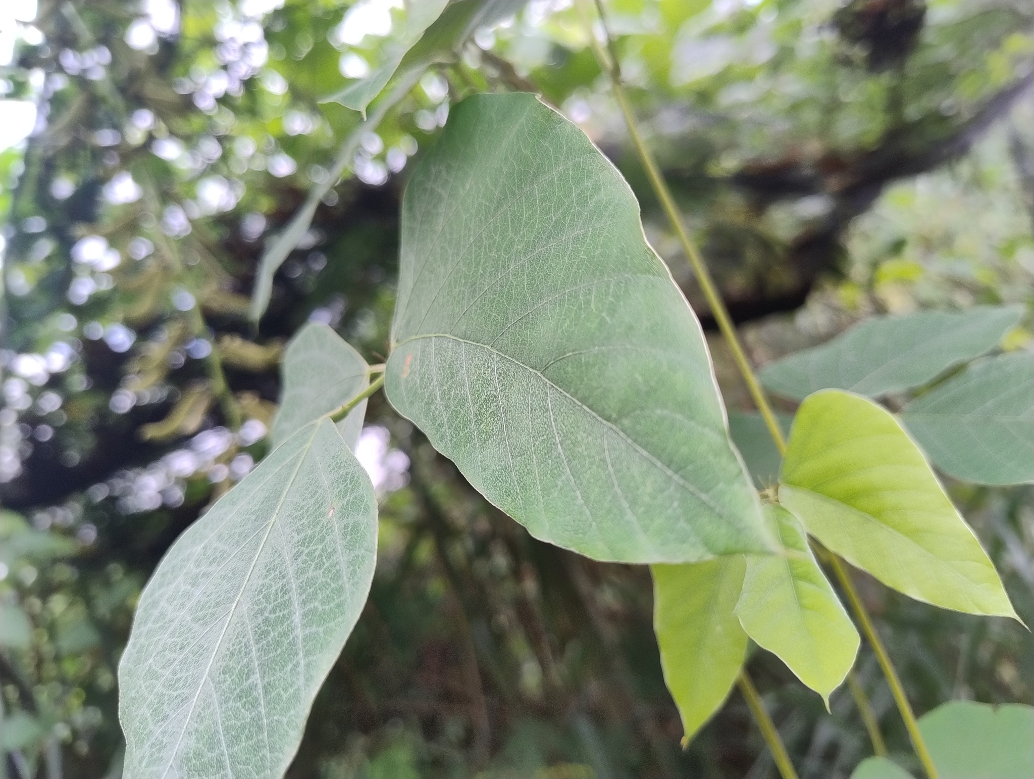 Photo of Velvet bean (6/7)
