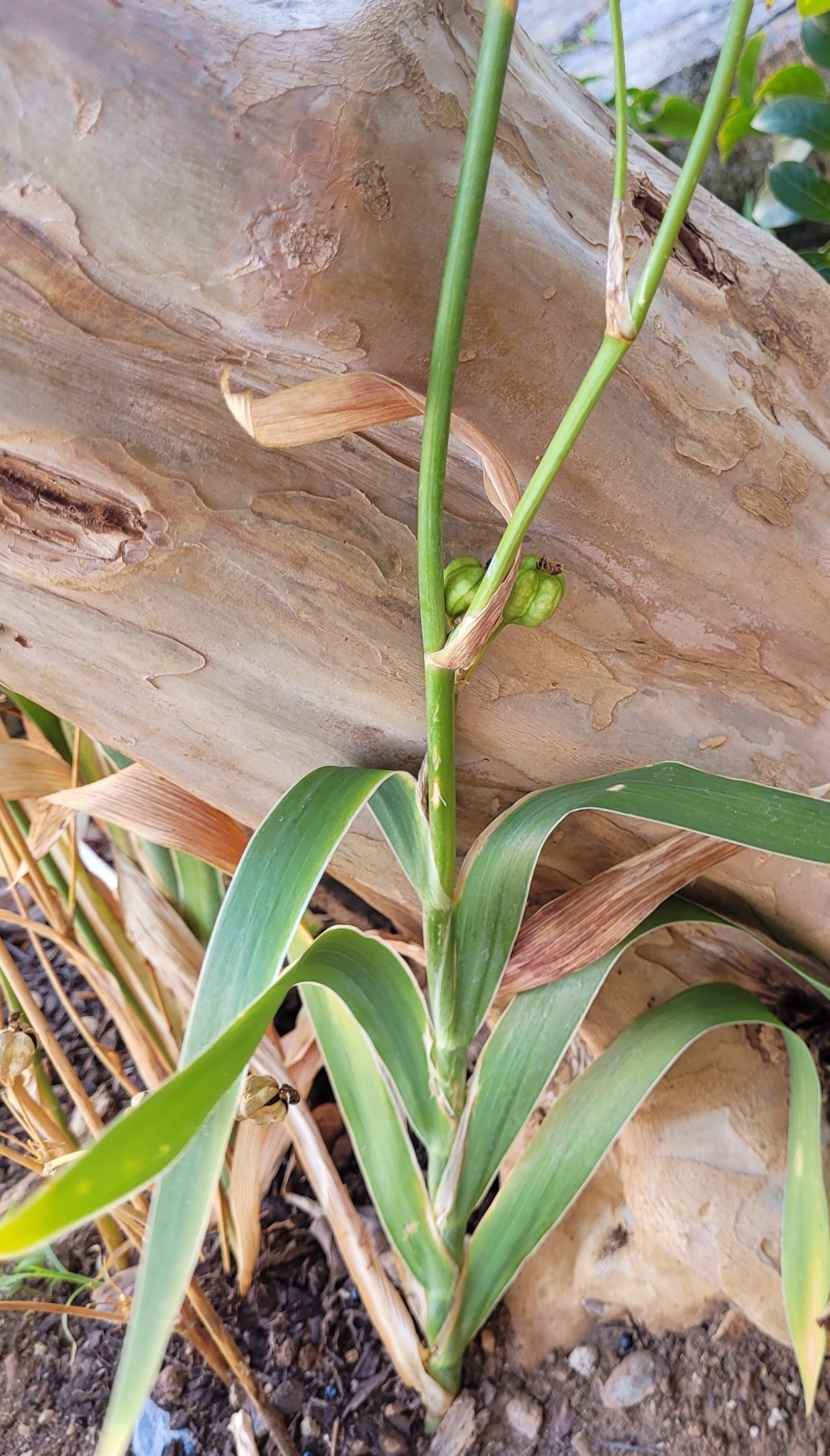 Photo of Blackberry Lily (6/9)