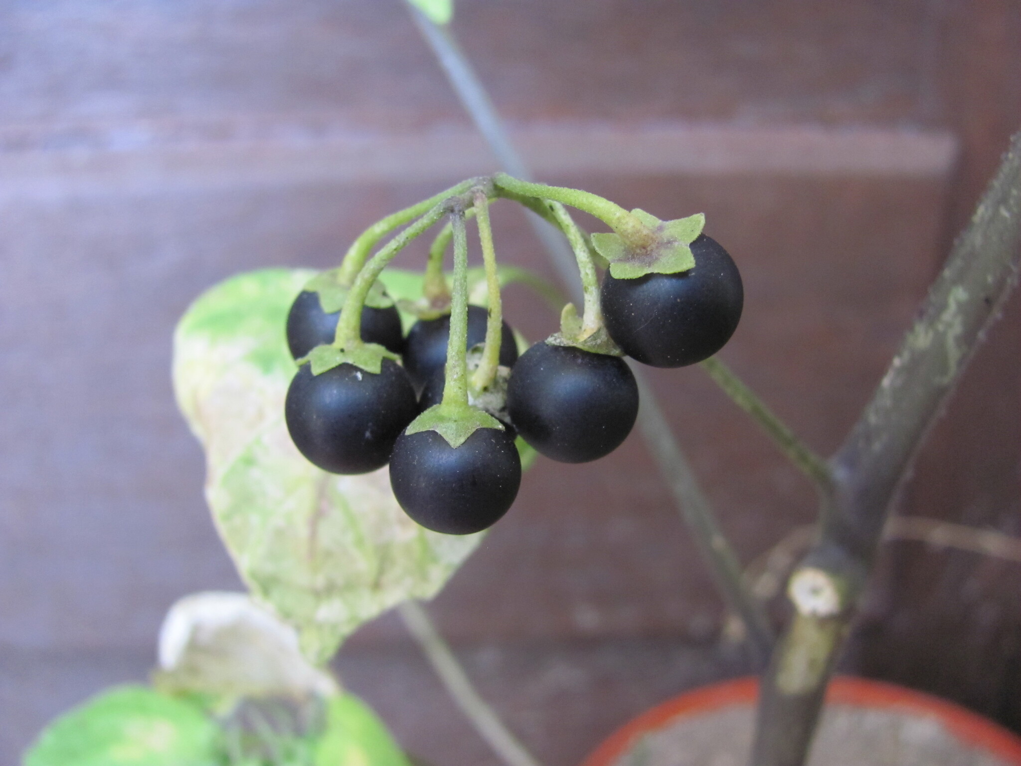 Photo of black nightshade (7/12)