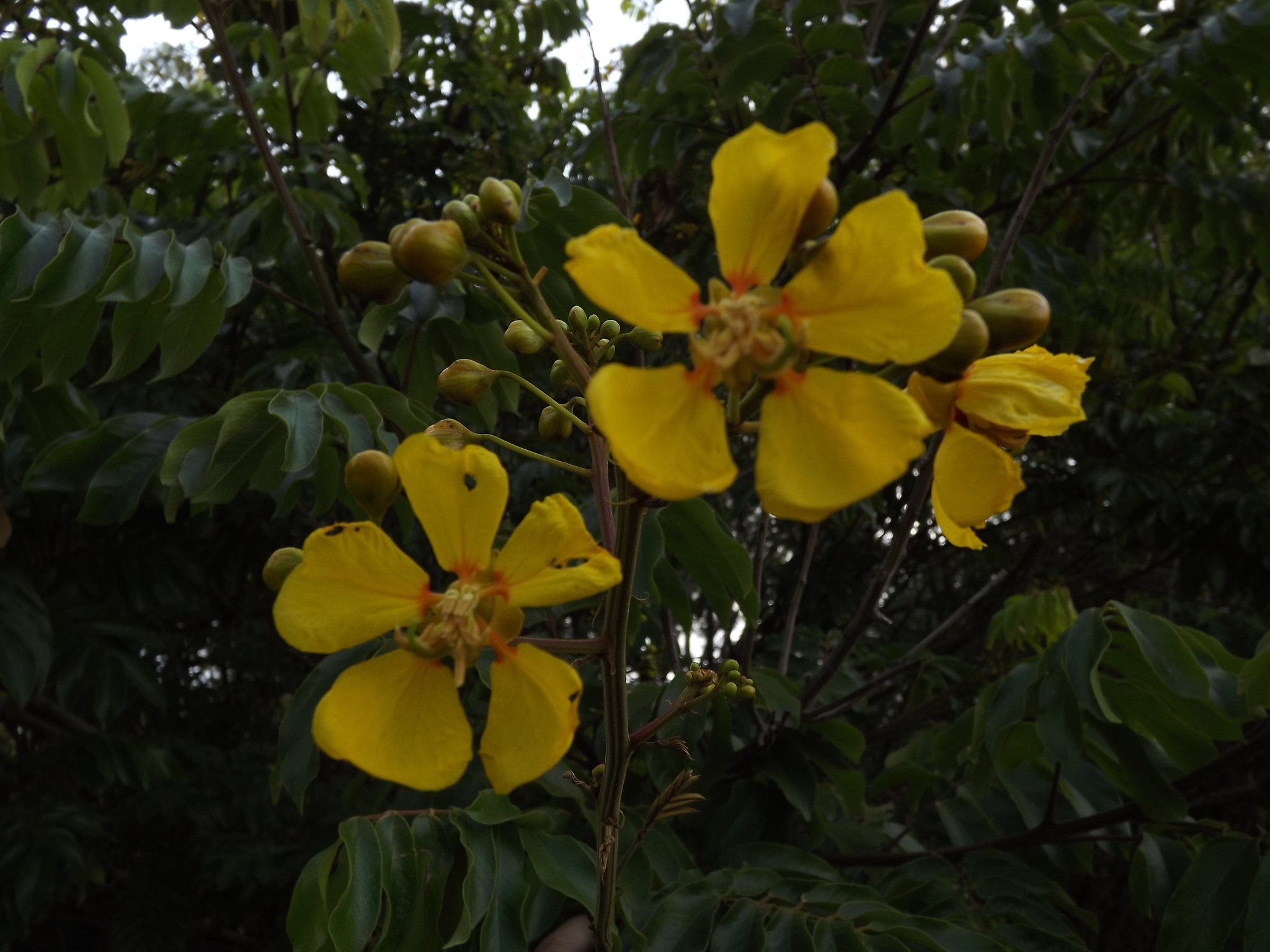Photo of Senna silvestris (11/12)