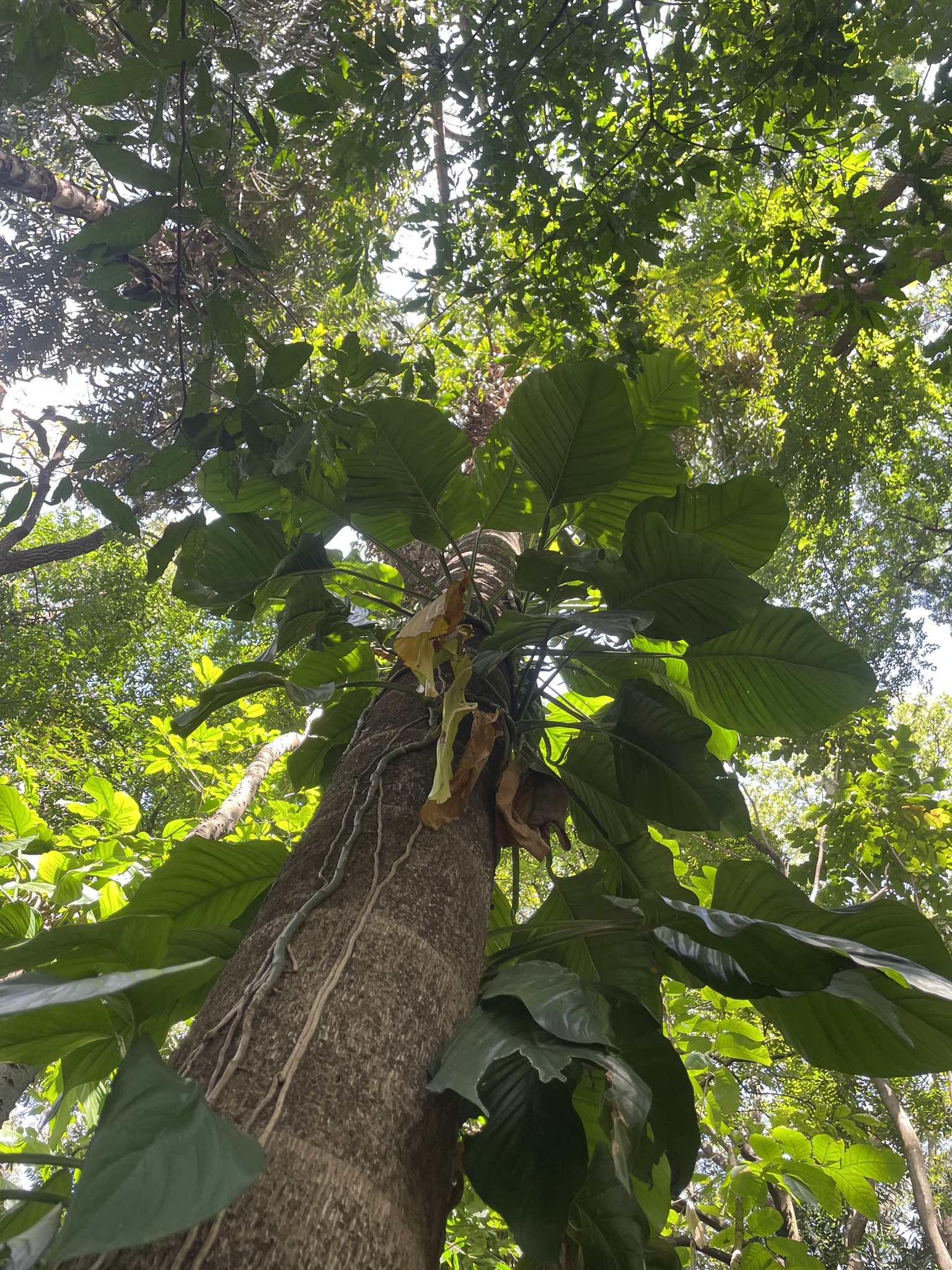 Photo of Monstera adansonii blanchetii (2/8)