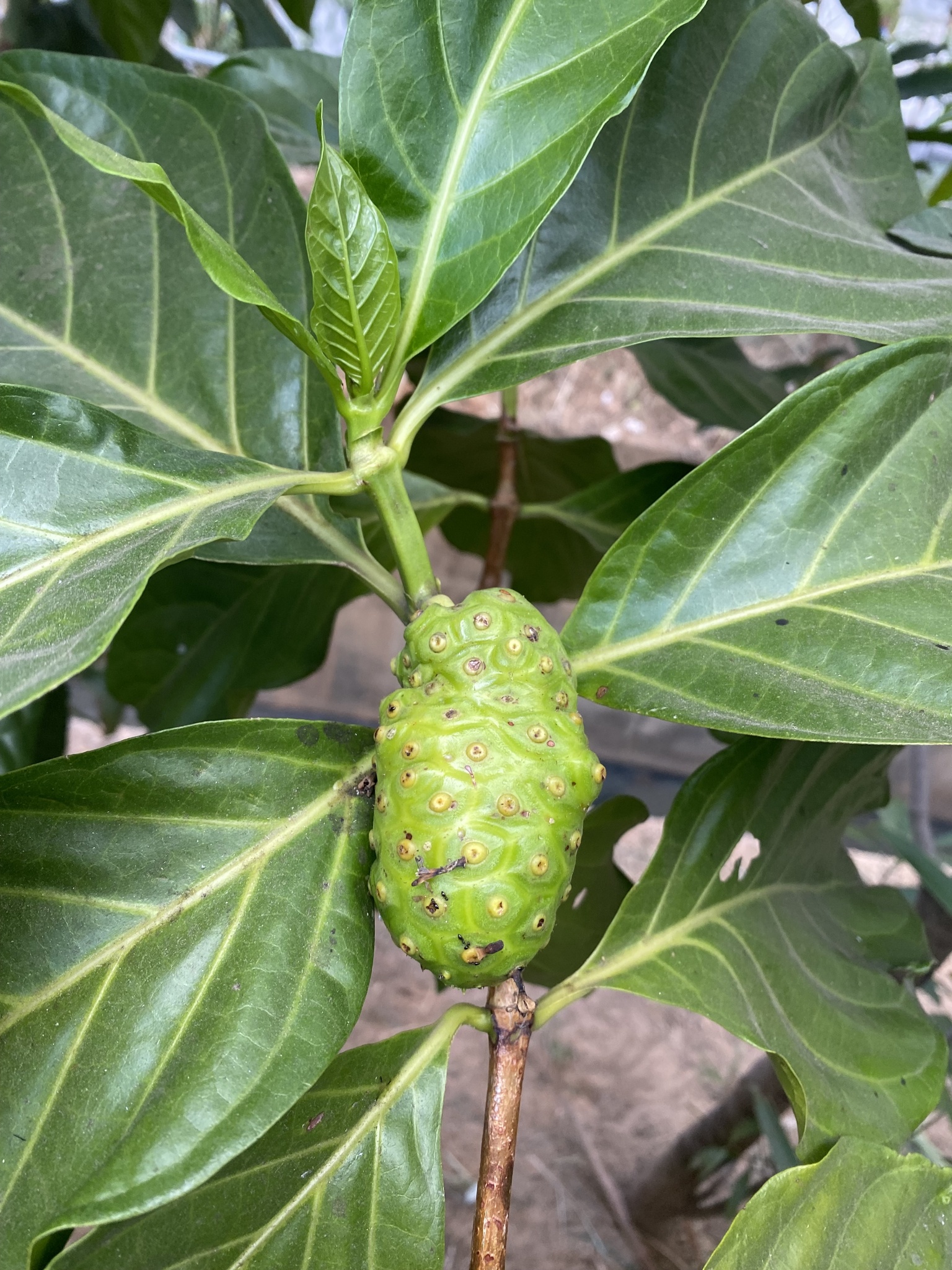 Photo of Noni (6/8)
