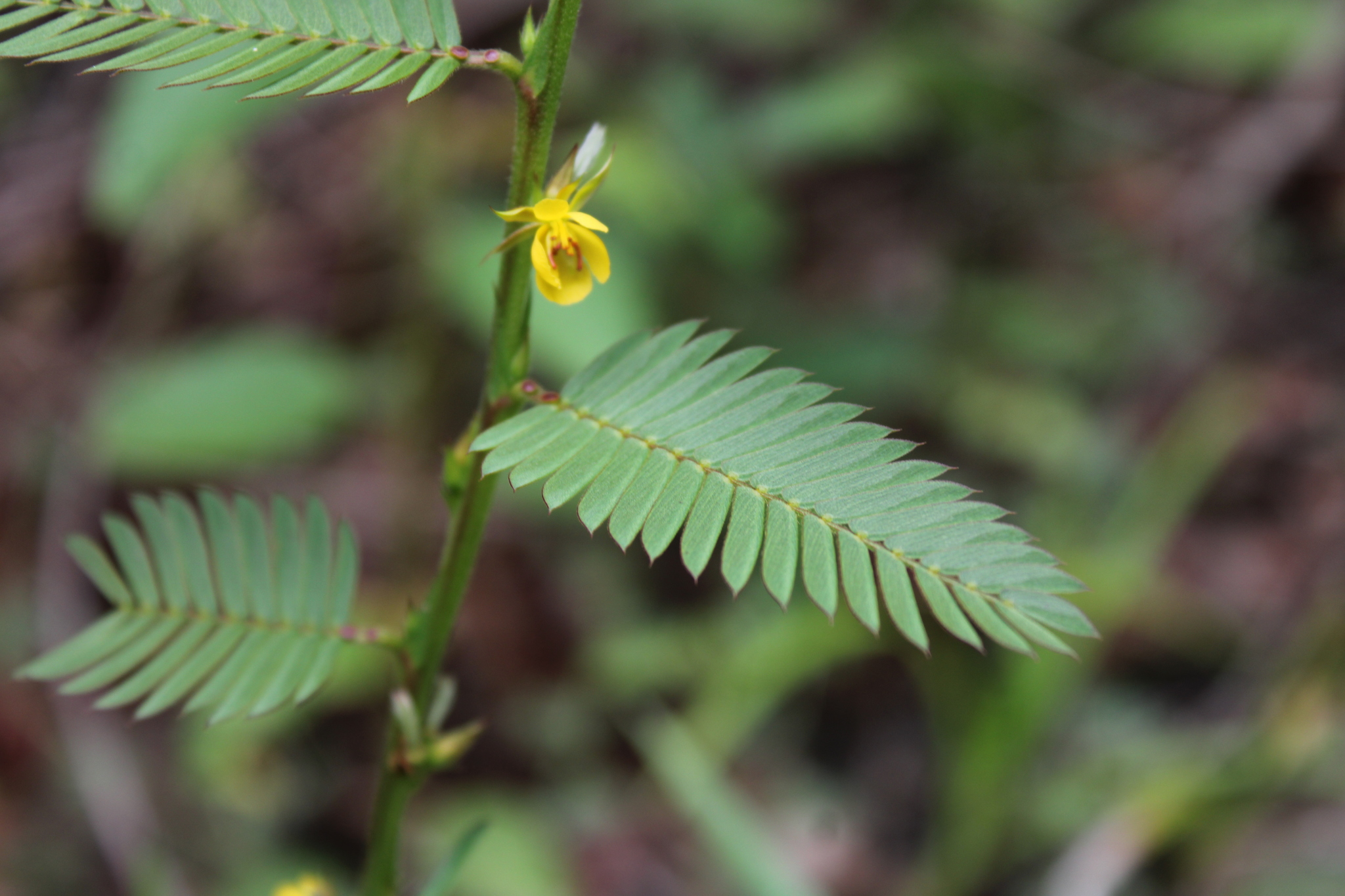 Photo of Chamaecrista (2/9)