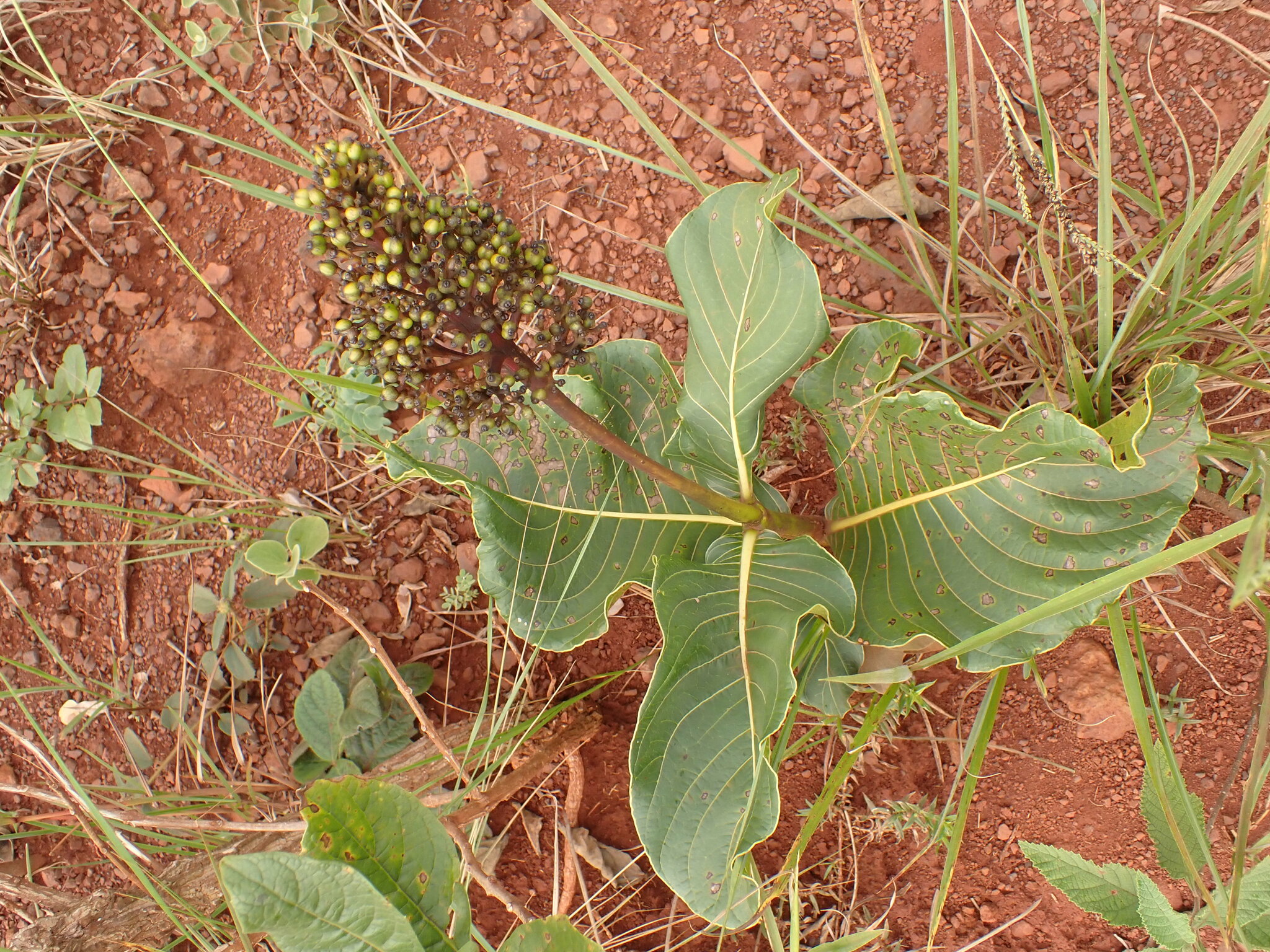 Photo of Palicourea rigida (7/12)