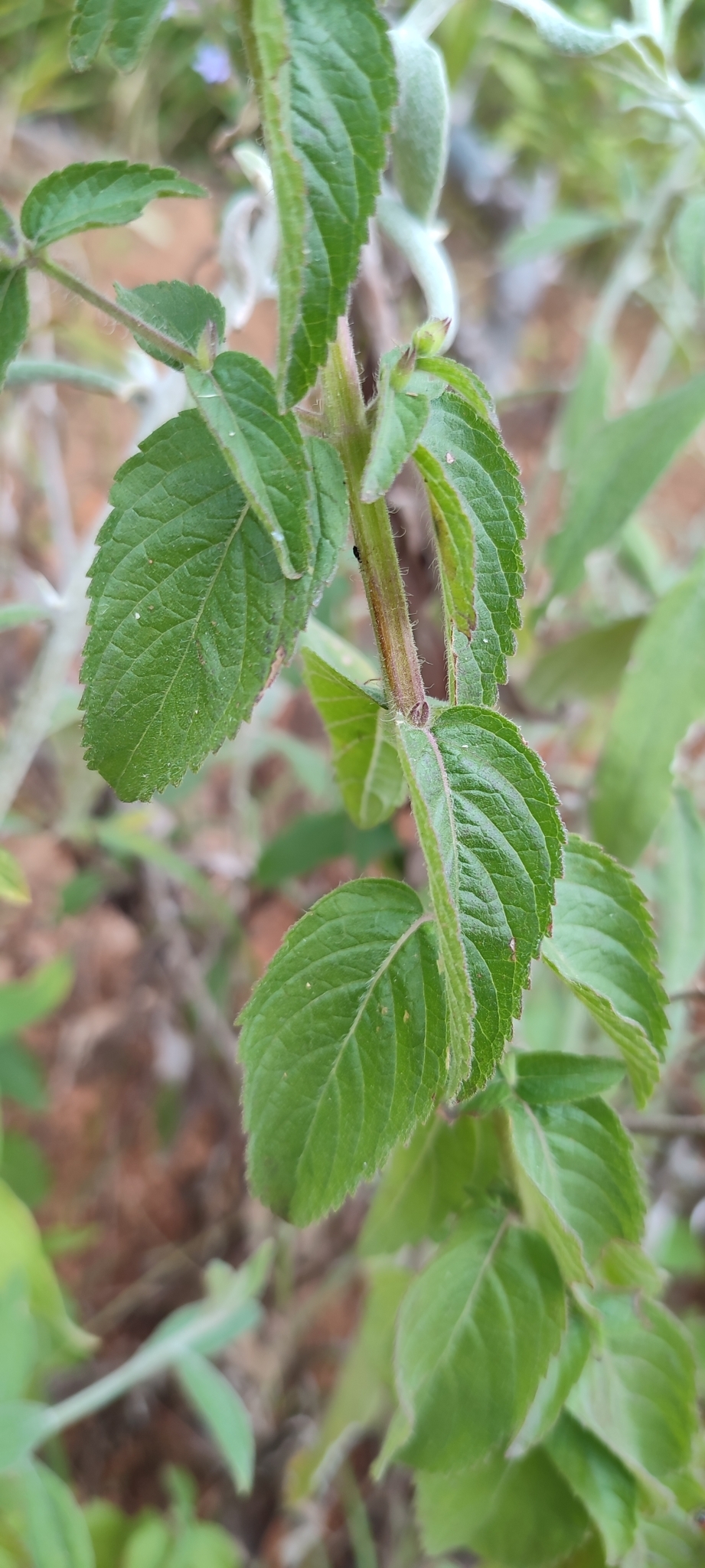 Photo of Oocephalus oppositiflorus (9/12)