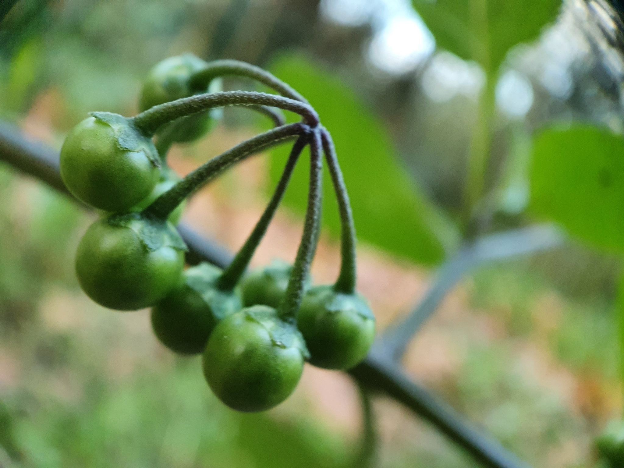 Photo of black nightshade (6/8)