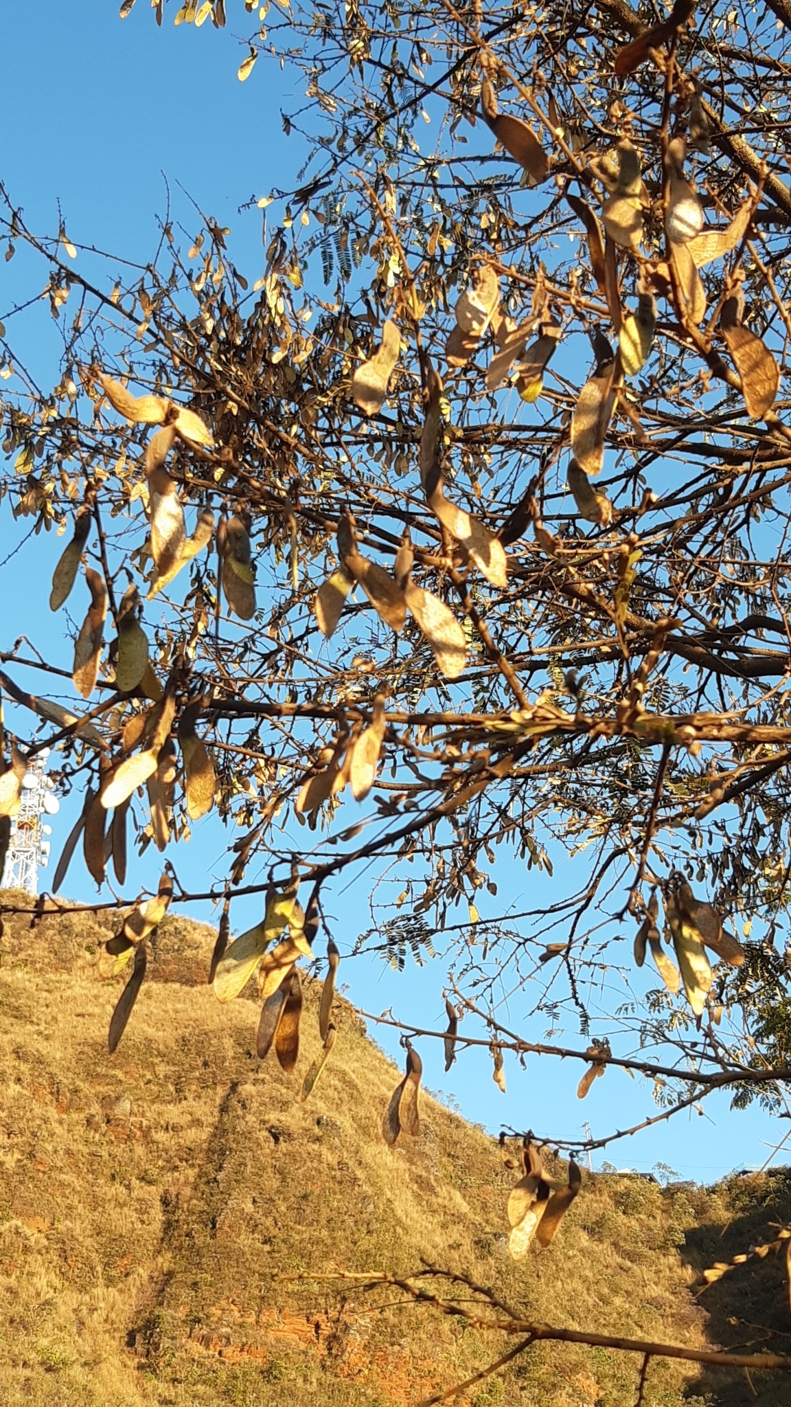 Photo of Magnoliopsida (1/5)