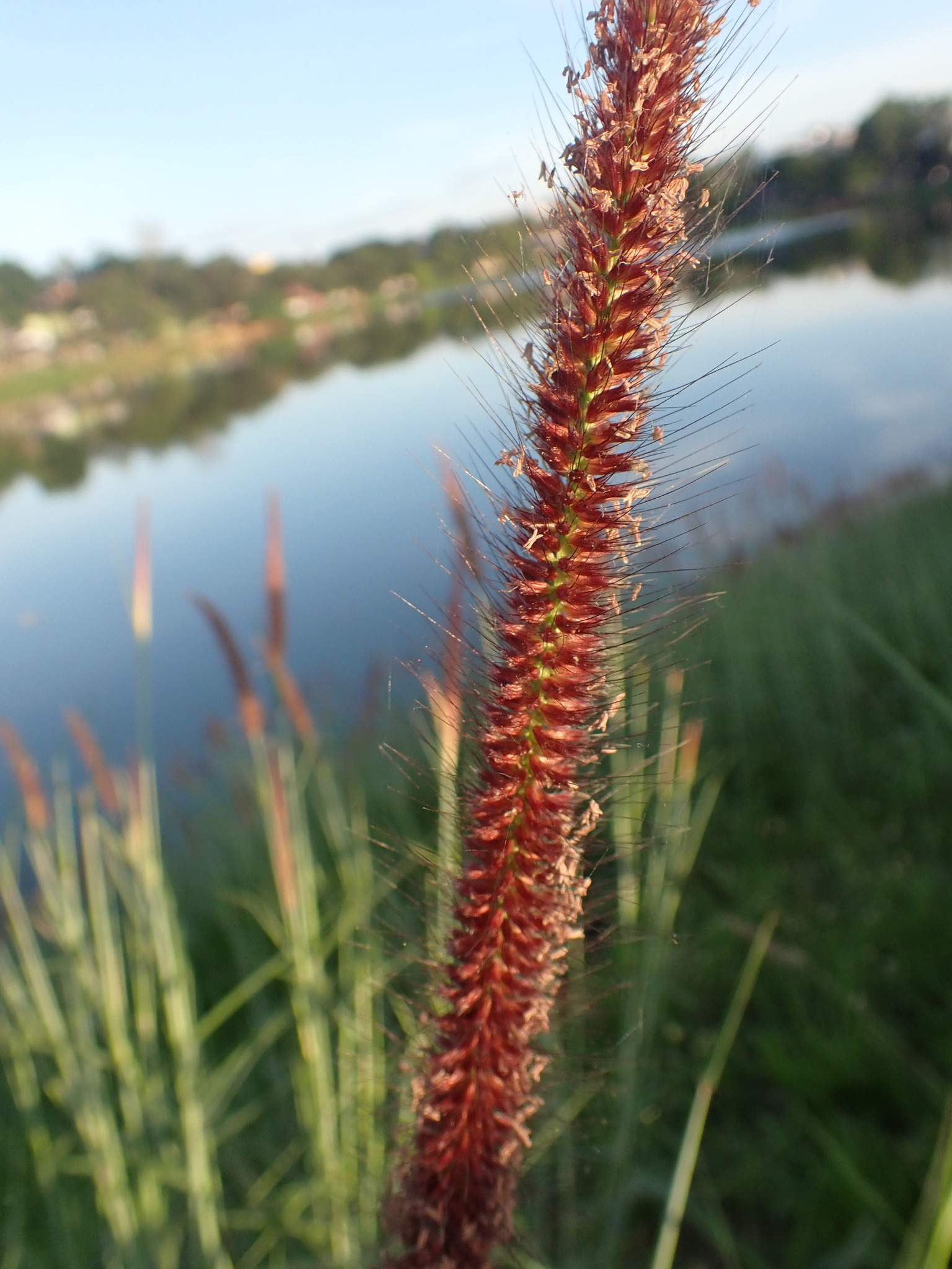 Photo of feathery pennisetum (6/7)