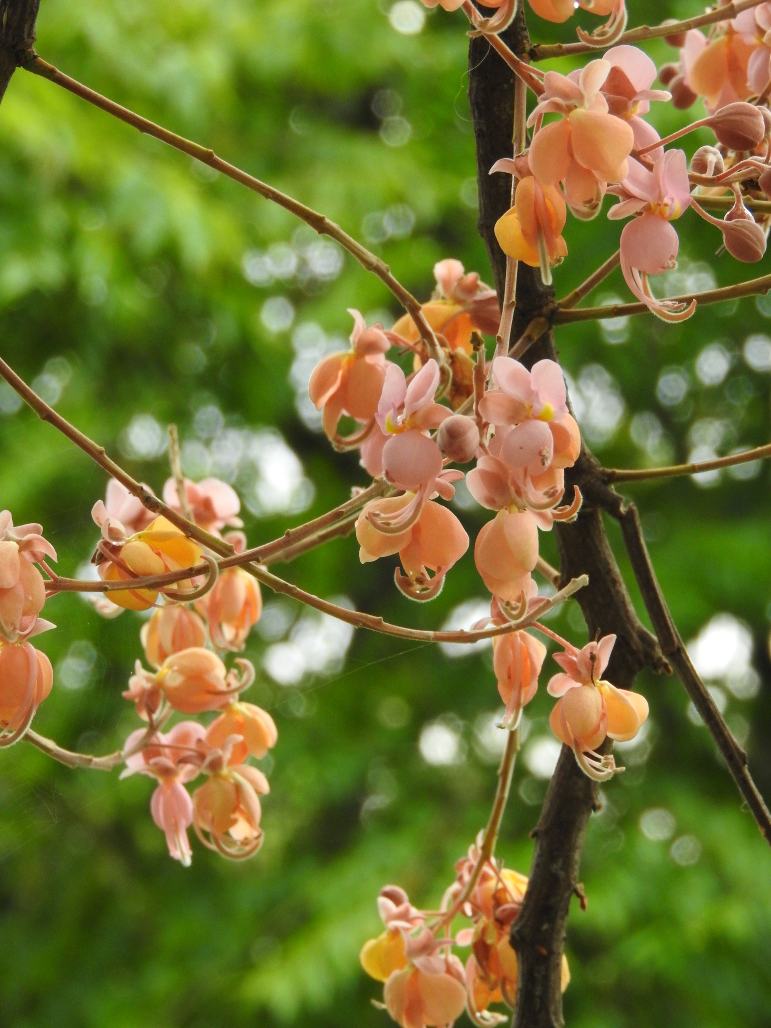 Photo of Pink Shower Tree (11/12)