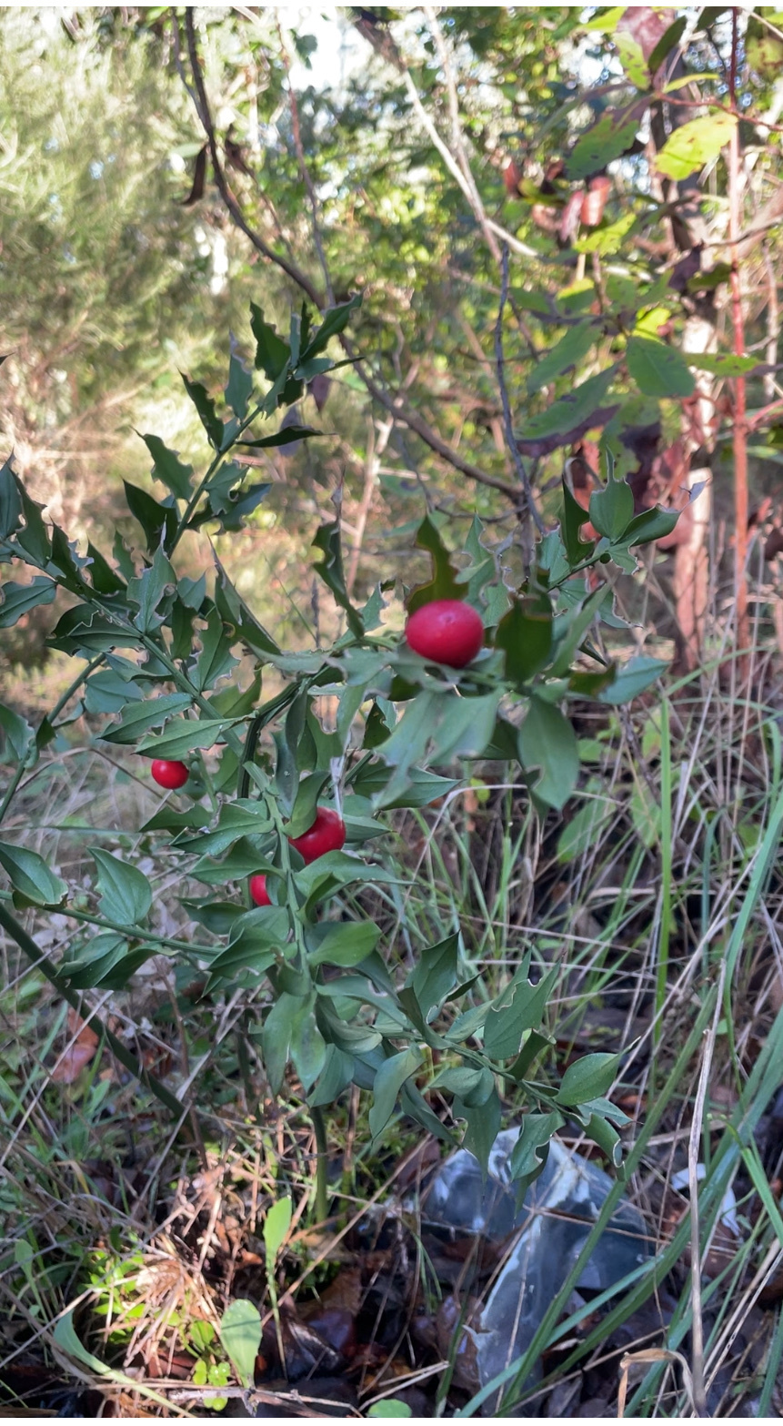 Photo of butcher's-broom (8/12)