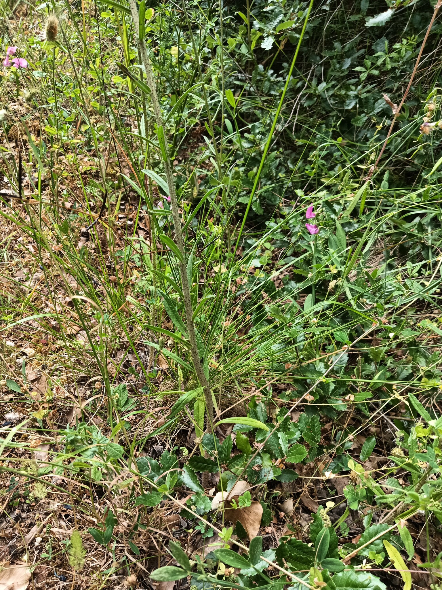 Photo of Echium tuberculatum (1/12)