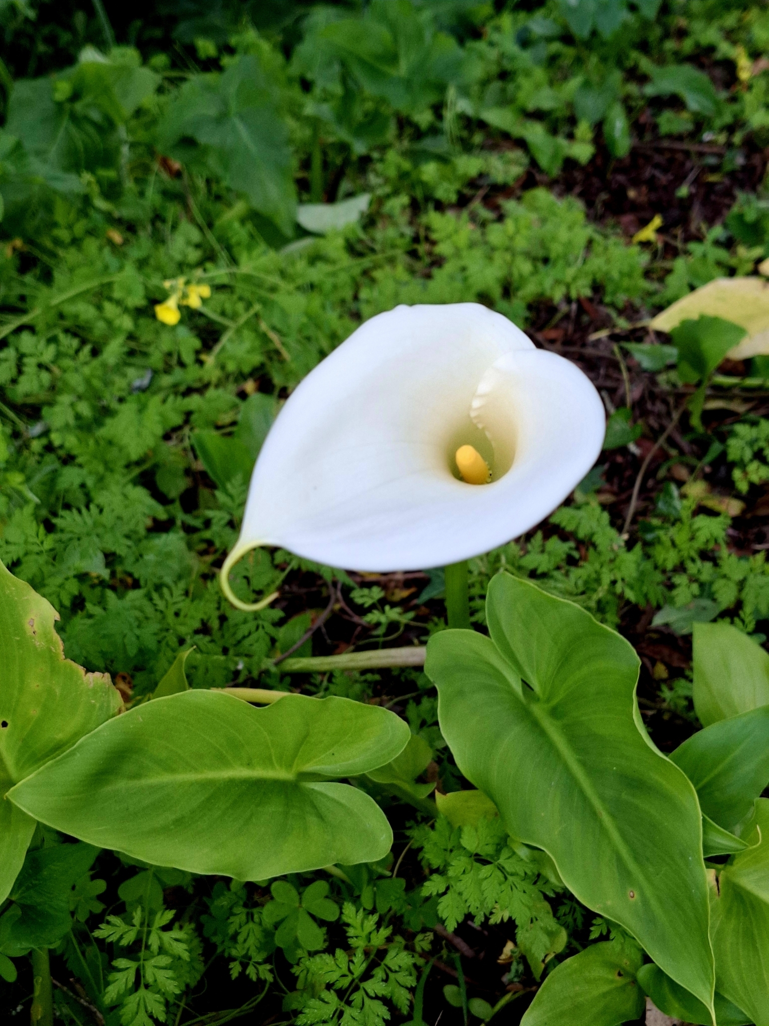 Photo of calla lily (6/12)