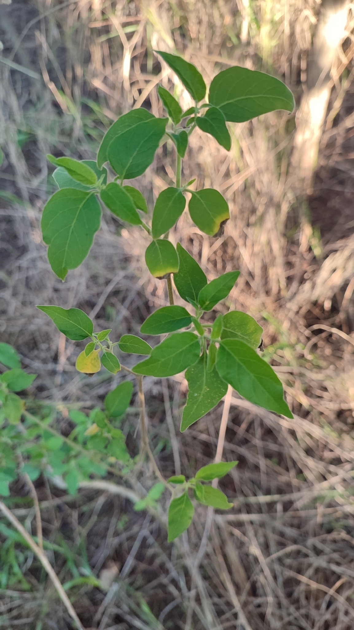 Photo of tall nightshade (6/12)