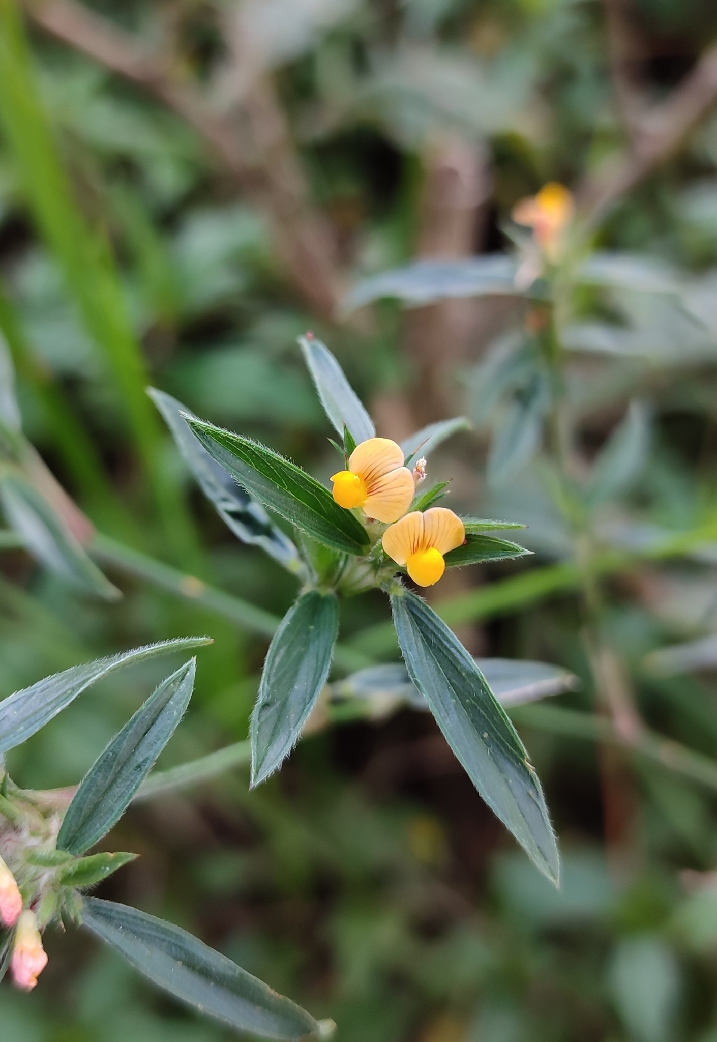 Photo of Stylosanthes (1/7)