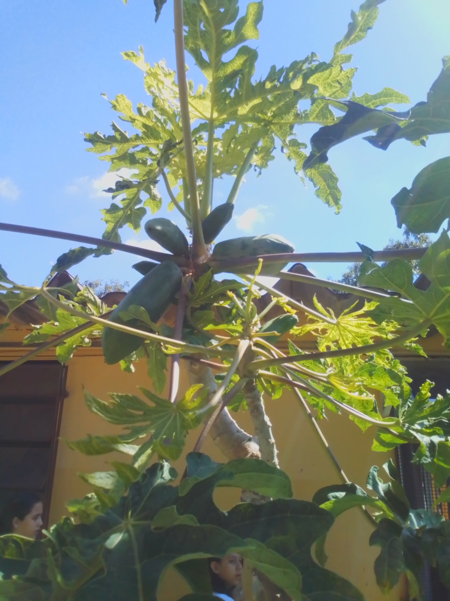 Photo of Papaya (8/12)