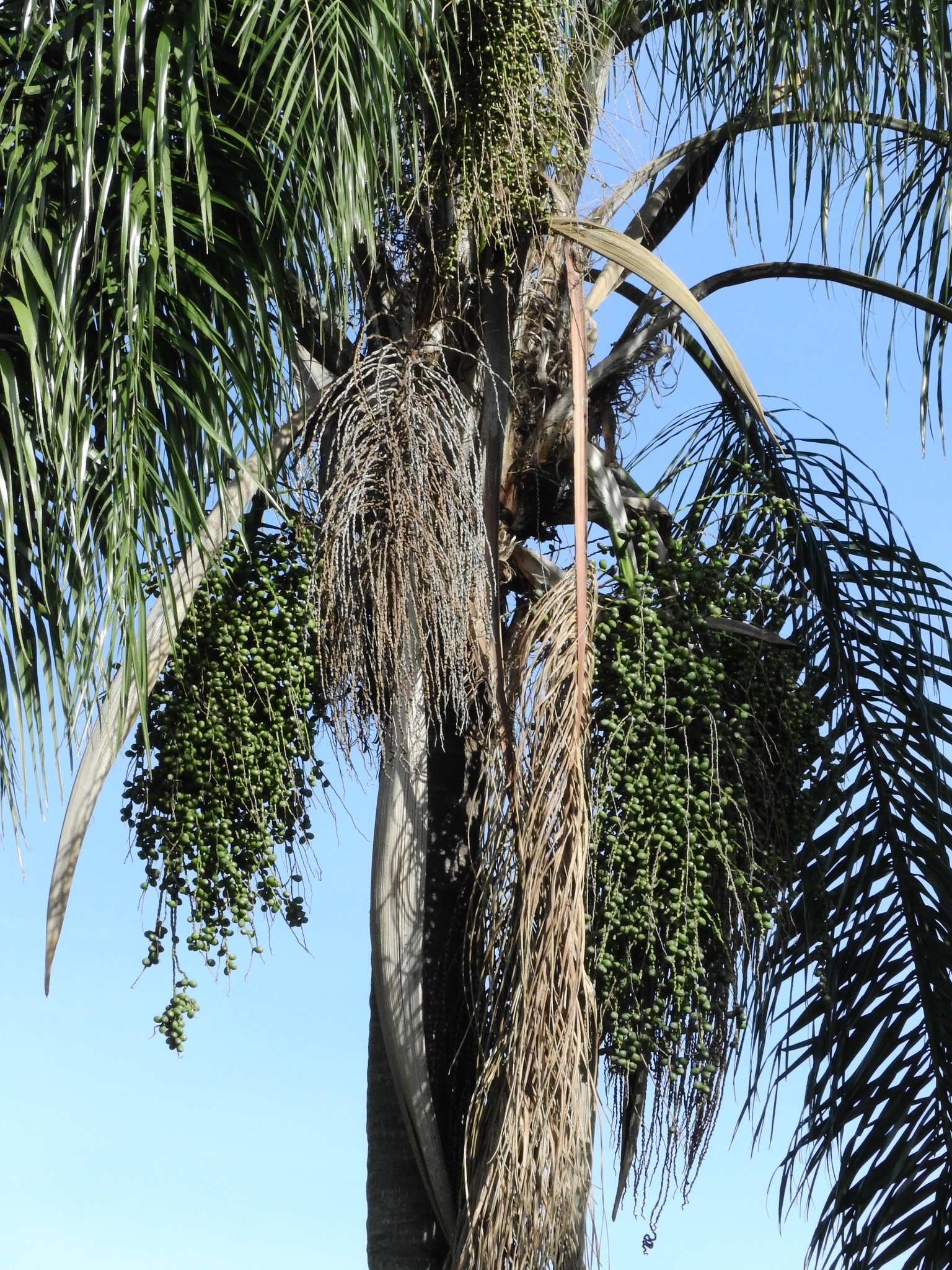 Photo of Arecaceae (6/6)