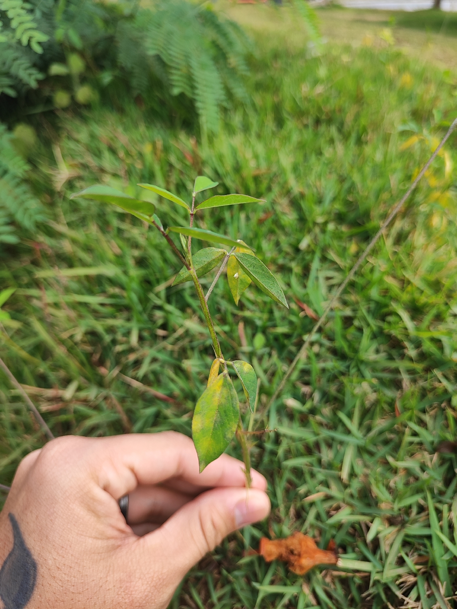Photo of Phasey Bean (5/5)