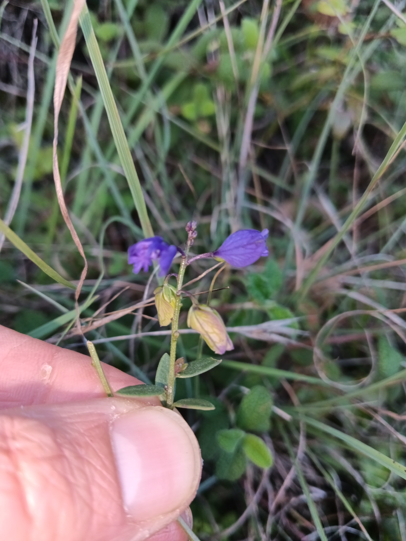 Photo of Common Milkwort (2/8)